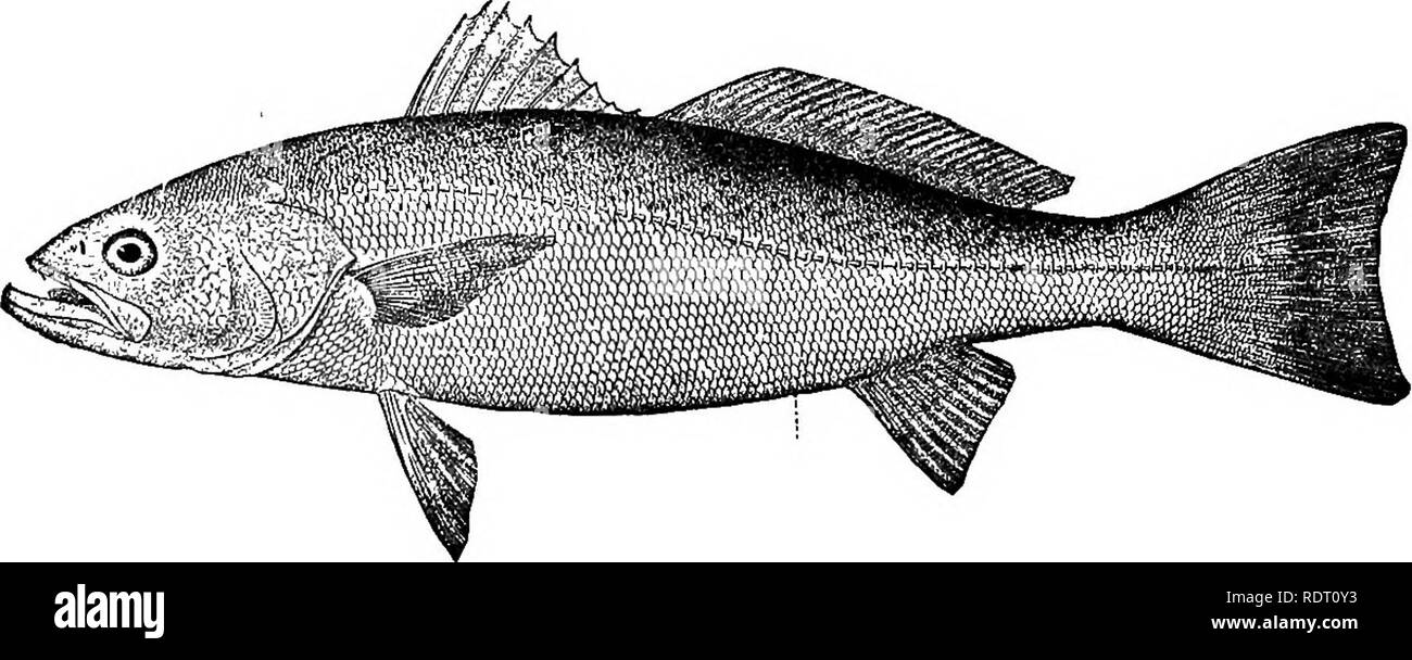 . The fishes of North Carolina . Fishes. 310 FISHES OF NORTH CAROLINA. 269. OYNOSOION REGALIS (Bloch &amp; Sohneider). &quot;Trout&quot;; &quot;Sea Trout&quot;; &quot;Gray Trout&quot;; &quot;Summer Trout&quot;; &quot;Weak-fisli; Squeteague; YeUow-finned Trout (S. 0.); Shad. Trout; Sun Trout. Johnius regalia Blooh &amp; Schneider, Systema Ichthyologise, 75, 1801; New York. Cynosdon regalia, Yarrow, 1877, 209; Beaufort. Jordan &amp; Gilbert, 1879, 377; Beaufort. Earll, 1887, 493; coast near Wilmington. Jenkins, 1887, 91; Beaufort. Jordan &amp; Evermann, 1898, 1407, pi. ccxx, fig. 562. Wilson, 19 Stock Photo