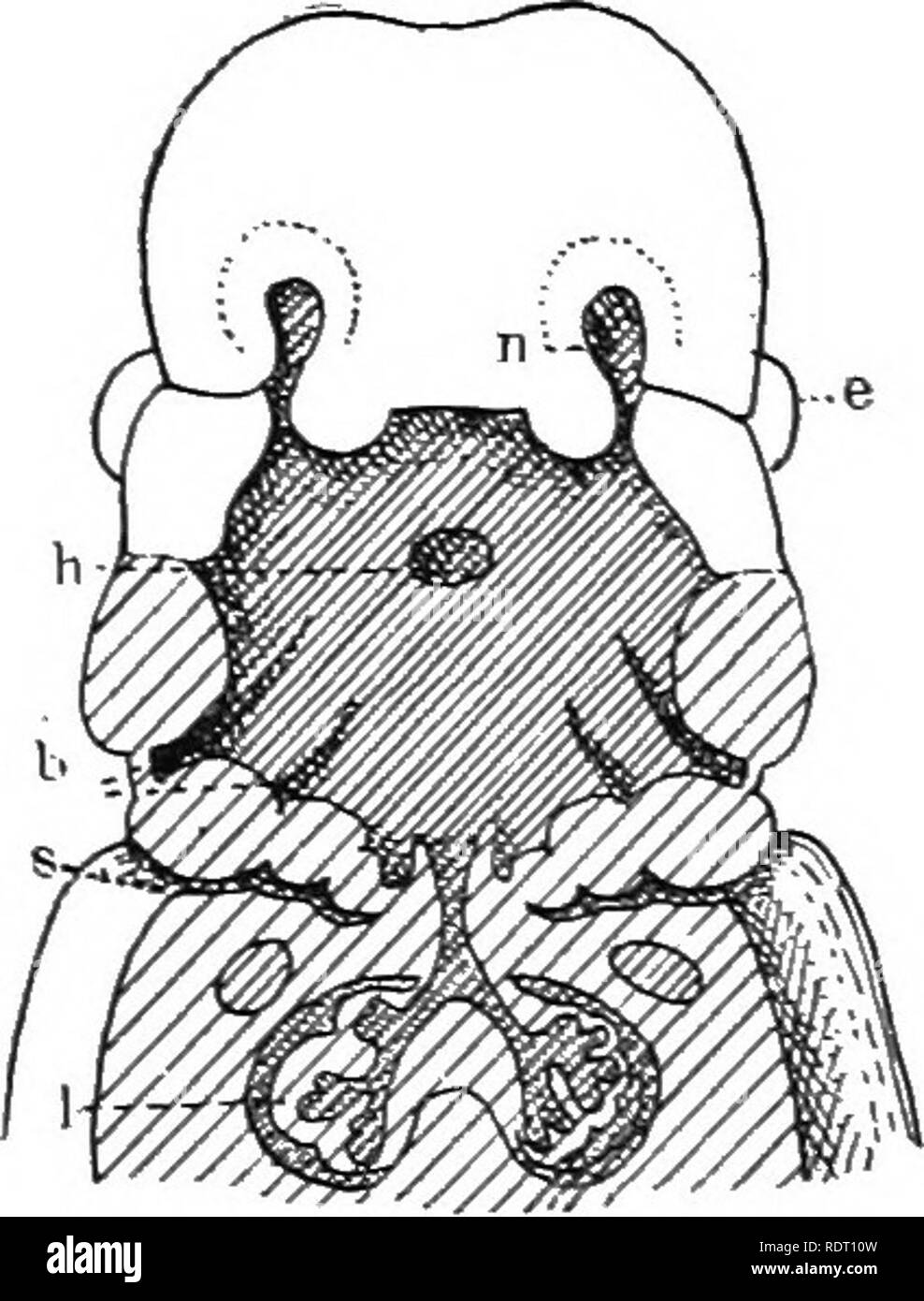 . Text book of vertebrate zoology. Vertebrates; Anatomy, Comparative