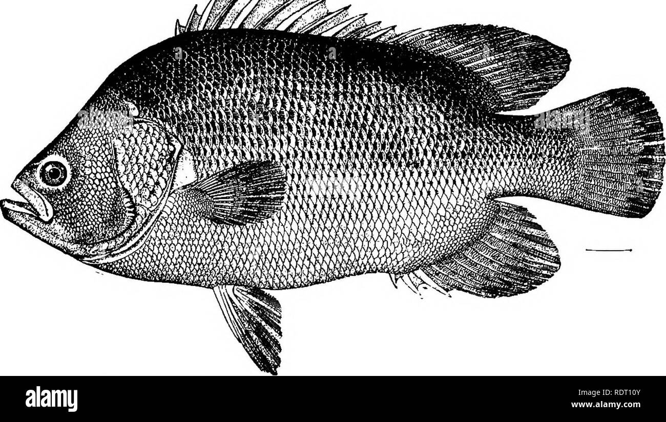 . The fishes of North Carolina . Fishes. 284 FISHES OF NORTH CAROLINA. 249. LOBOTES SURINAMENSIS (Bloch). &quot;Steamboat&quot;; Triple-tail; Flasher; Sea Perch (S. 0.); Black Perch (S. 0.). Holocentrua aurinamenaia Bloch, Ichthyologie, pi. 243,1790; Surinam. Lobotes aurinamenaia, Jordan &amp; Evermann, 1896, 1235, pi. cxciv, fig. 510. Diagnosis.—^Depth variable, averaging .5 length; head .3 length; maxillary heavy, extend- ing to pupil; eye about equal to snout and contained 6 times in head; scales in lateral series about 55, those about eye very fine, those on opercle large; dorsal rays xii, Stock Photo
