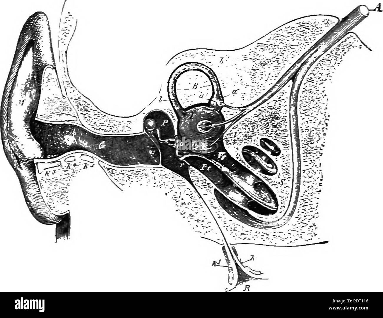 Illustration of stapes morphology following the nomenclature of