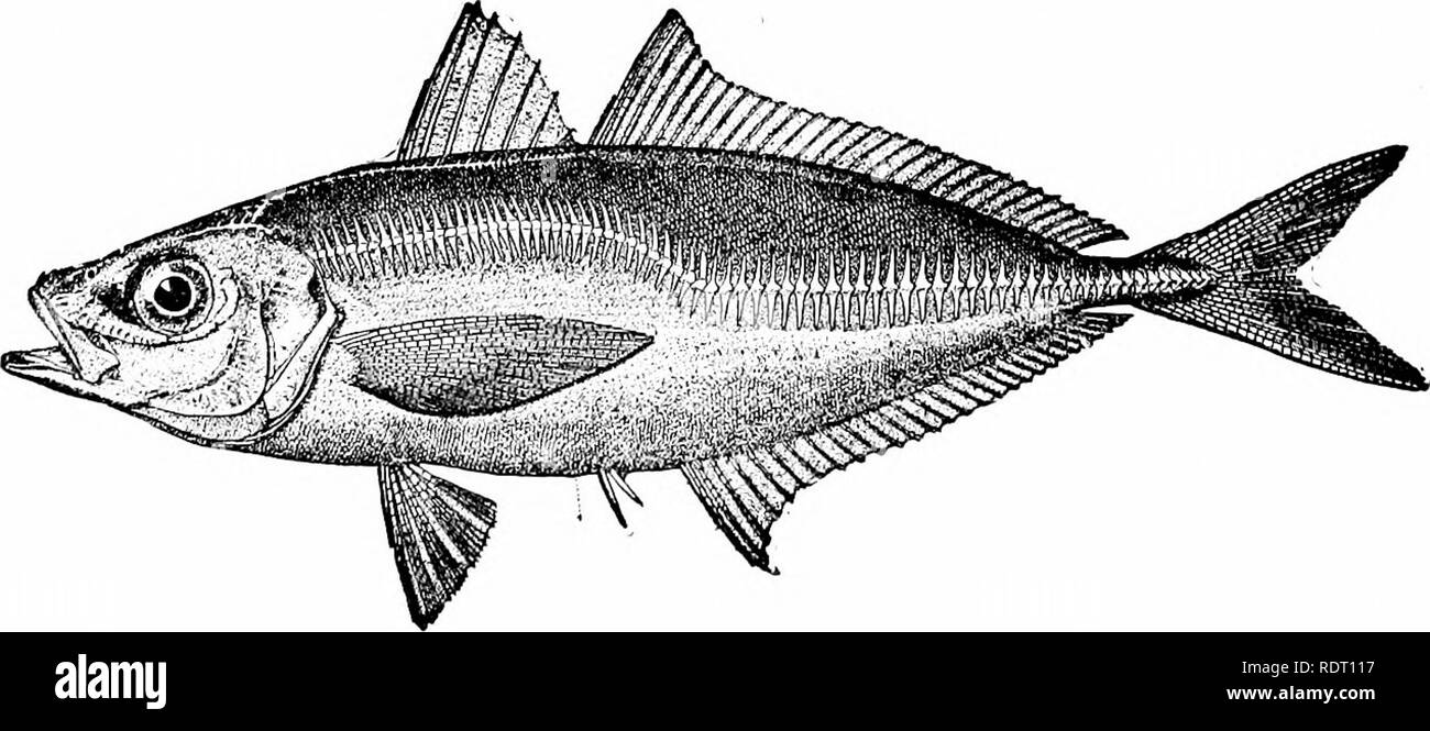 . American food and game fishes : a popular account of all the species found in America north of the Equator, with keys for ready identification, life histories and methods of capture . Fishes; Fishes; Fishes. among the West Indies. It reaches a foot in length. Another species is the common mackerel scad, D. macarellus, which is found in the warmer parts of the Atlantic. It strays northward on our coast to Cape Cod. The genus Trachurus has only 2 species within our limits, neither of much value as food. The xurel or saurel, T. symmetriciis, is common on our Pacific Coast from San Francisco sou Stock Photo