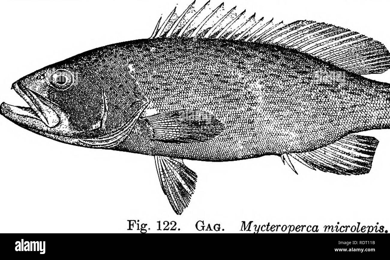 . The fishes of North Carolina . Fishes. SYSTEMATIC CATALOGUE OF FISHES. 277 1902, and fully 150 were collected in the summer of 1903, at. Bird Shoal and Uncle Israel Shoal; only the young were noted. The red grouper is an important food fish at Key West., in the Gulf of Mexico, and southward, attaining a length of 3 feet; but in North Carolina it does not occur in sufficient abundance nor is it of large enough size to have any economic value, Genus MYCTEROPERCA Gill. Groupers. This genus contains many species of tropical marine food-fishes, mostly of large size, similar to Epinephelus but dif Stock Photo