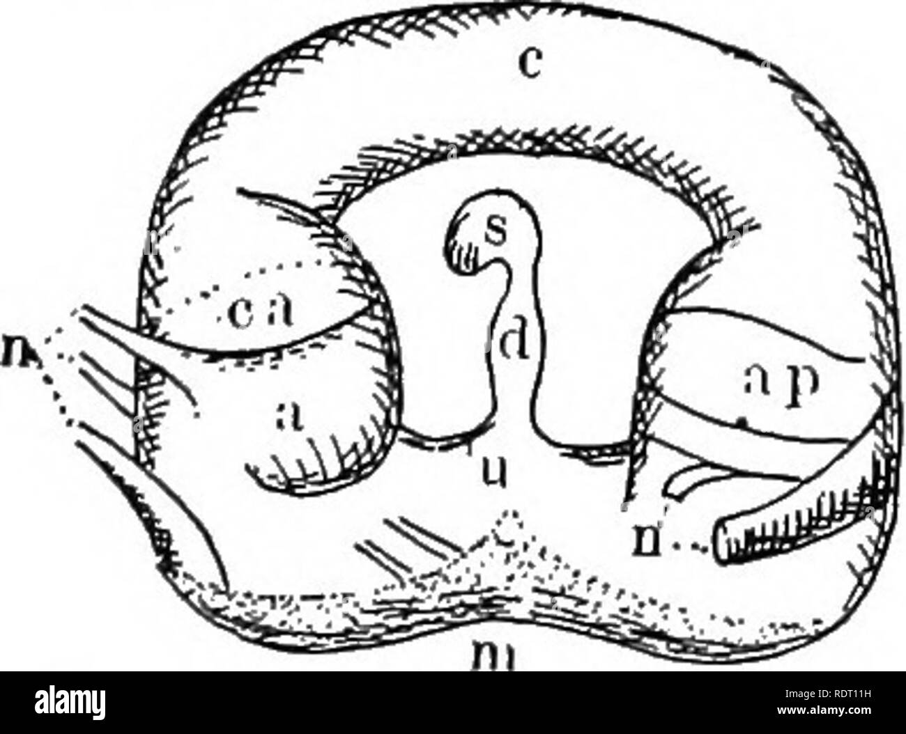 Text Book Of Vertebrate Zoology Vertebrates Anatomy Comparative Fig 74 Diagram Of The Mem Branous Labyrinth A Anterior Canal Anterior Ampulla Ae External Ampulla Ap Posterior Ampulla C Utriculo Saccular