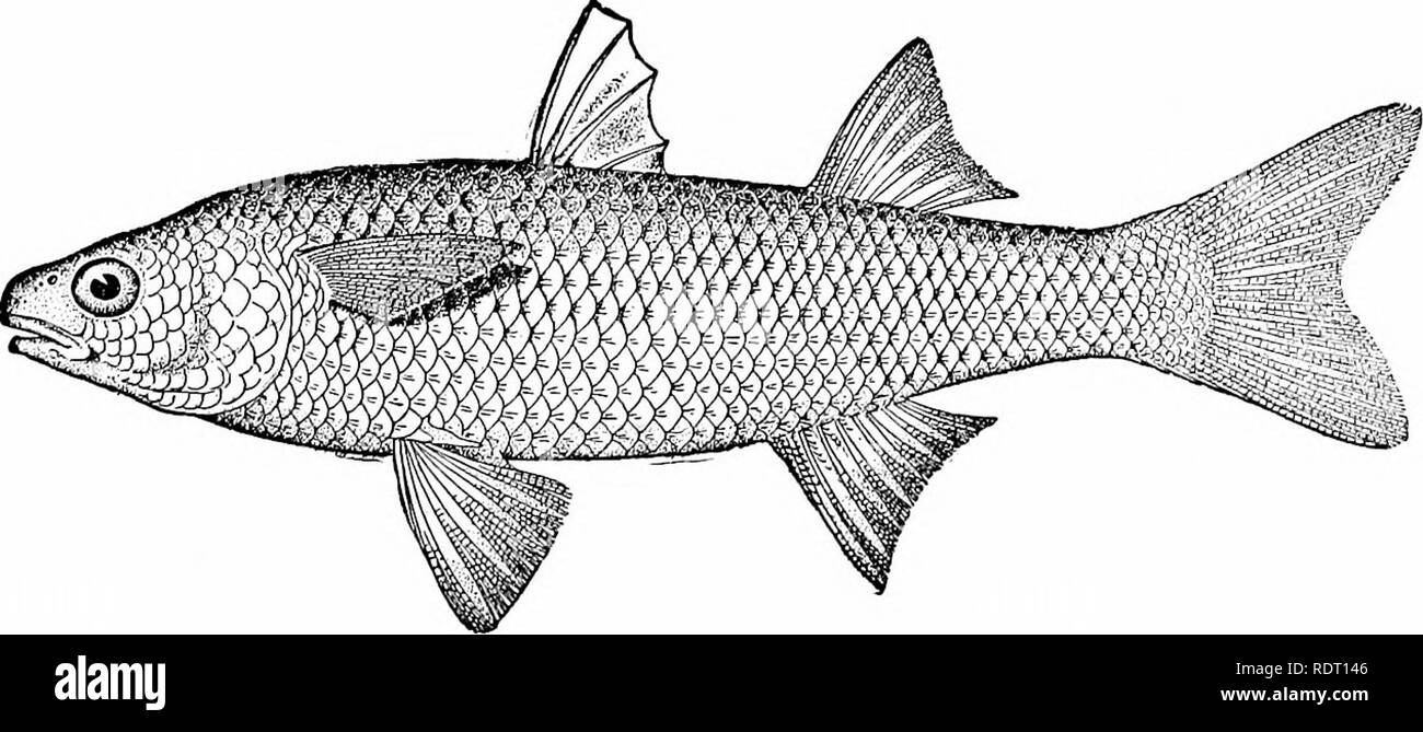American food and game fishes : a popular account of all the
