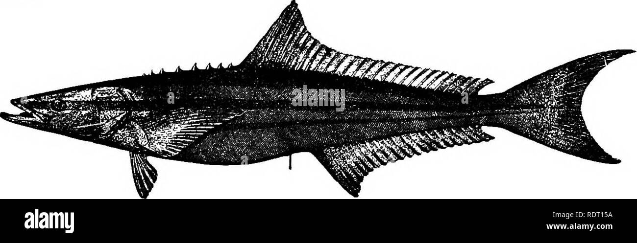 . The fishes of North Carolina . Fishes. 220 PISHES OP NORTH CAROLINA. Genus RACHYCENTRON Kaup. Crab-eaters. The peculiarities of this genus are indicated in the family definition. One species, of wide distribution, superficially resembling the common remora. (Rachycentron, spiny back.) 189. RAOHYCEKTRON OANADUS (Linnseus). &quot;Oabio&quot;; Crab-eater; Sergeant-fish. Gatteroateua canadua Linnaeus, Systema Naturse, ed. xii, 491, 1766; Carolina. Elacate Canada, Yarrow, 1877, 212; Beaufort. Jenkins, 1885, 11; Beaxifort. Jordan, 1886, 27; Beaufort. Jenkins, 1887, 88; Beaufort. Rachycentron canad Stock Photo