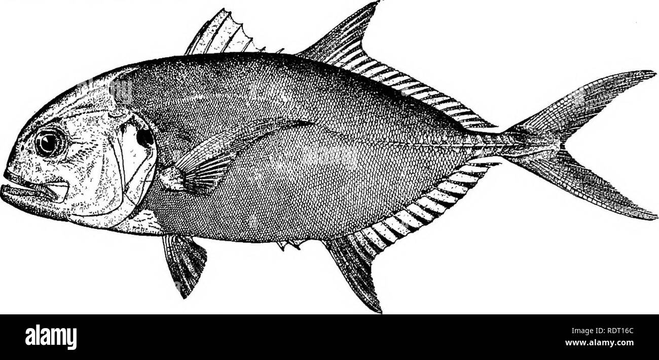 . The fishes of North Carolina . Fishes. SYSTEMATIC CATALOGUE OF FISHES. 205 177. OABANX HIPPOS (Linnaeus). &quot;Olbacore&quot;; &quot;Albacore&quot;;&quot;Horse Mackerel&quot;; Orevall^; Oavally; Horse OrevallS (S.C.); Jack; JackOrevallS (S.C.) Scomber hippos Linnaeus, Systema Naturae, ed. xii, 494, 1766; Charleston, S. C. Carangus hippos, Yarrow, 1877, 208: Beaufort. Caranx hippos, Jordan, 1886, 27; Beaufort. Jordan &amp; Evermann, 1896, 920, pi. cxli, fig. 387. Linton, 1905, 365; Beaufort. Diagnosis.—^Depth .4 length; head large and deep, 28 length of body, anterior profile strongly curved Stock Photo
