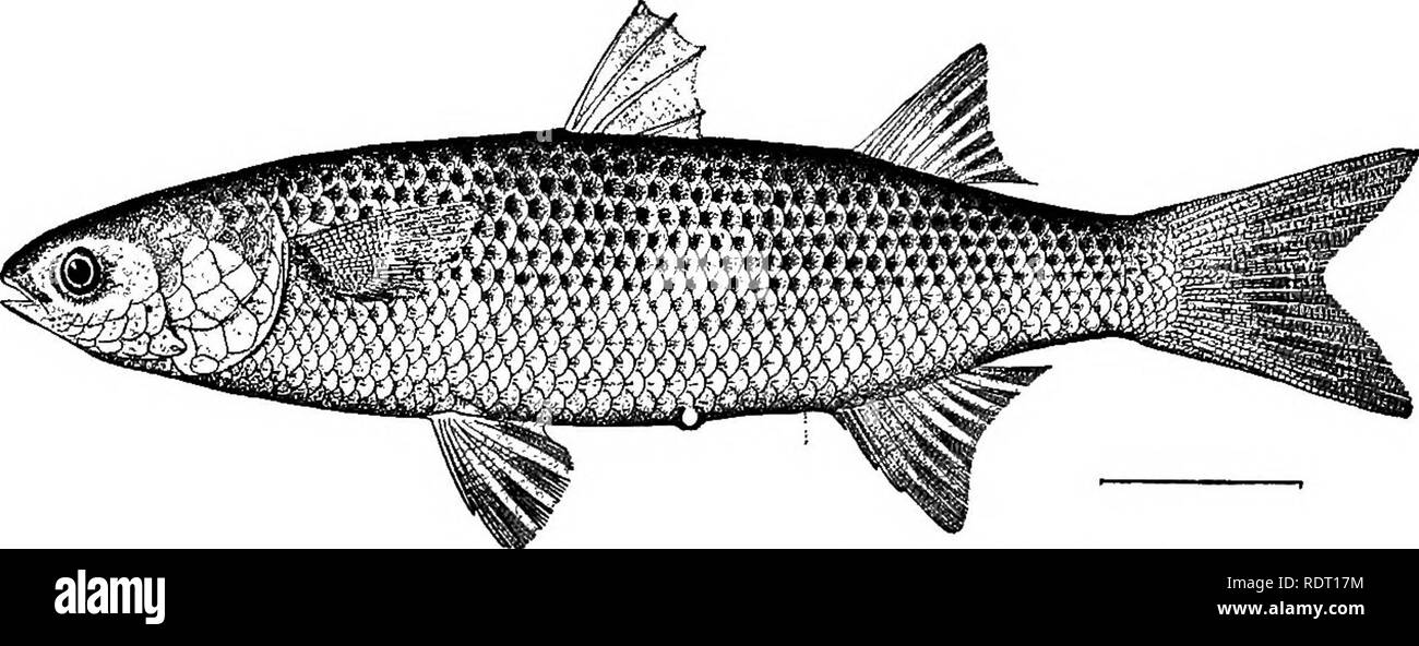 . The fishes of North Carolina . Fishes. 180 FISHES OF NORTH CAROLINA. Mullets are caught in every county bordering on salt water, the bulk of the yield coming from Brunswick, New Hanover, Pender, Onslow, Carteret, Pamlico and Dare counties. (Mugil, mullet.) 155. MUGIL OEPHALUS Linnseus. &quot;MuUet&quot;; &quot;Jumping MuUet&quot;; Striped MuUet. Mugil cephalus Linnaeus, Systema Naturse, ed. x, 316, 1758; Europe. Jordan, 1886, 27; Beaufort. Jenkins, 1887, 87; Beaufort. Jordan &amp; Evermann, 1896, 811, pi. cxxvi, fig. 343. Linton, 1905, 361; Beaufort. MugU lineatus, Yarrow, 1877, 212; Beaufor Stock Photo