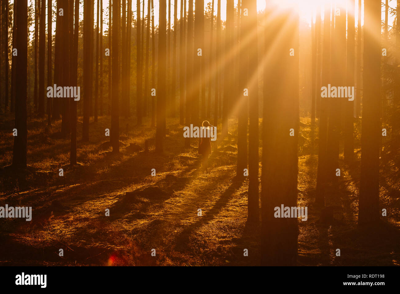 Young girl staying in evening forest Stock Photo