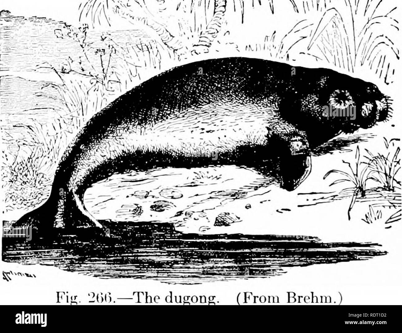 Principles Of Economic Zoo Logy Zoology Economic 326 Branch Chordata Order V Ceta Cea The Whales Must Be Regarded As True Mammals Since They Nourish Their Young With Milk They Are However Hairless With Principles Of Economic Zoo Logy Zoology Economic 326 Branch Chordata Order V Ceta Cea The Whales Must Be Regarded As True Mammals Since They Nourish Their Young With Milk They Are However Hairless With