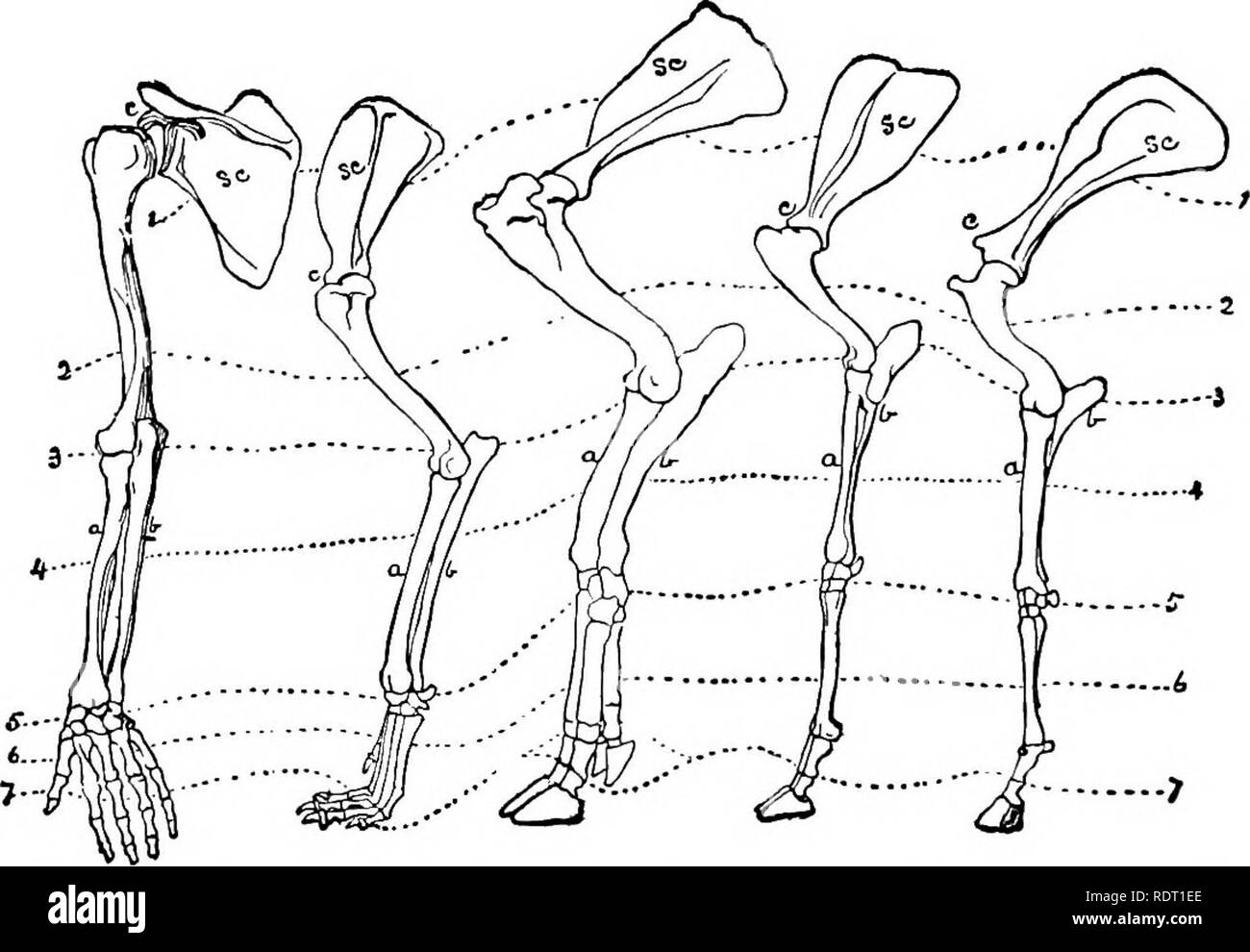 Scapula dog hires stock photography and images Alamy