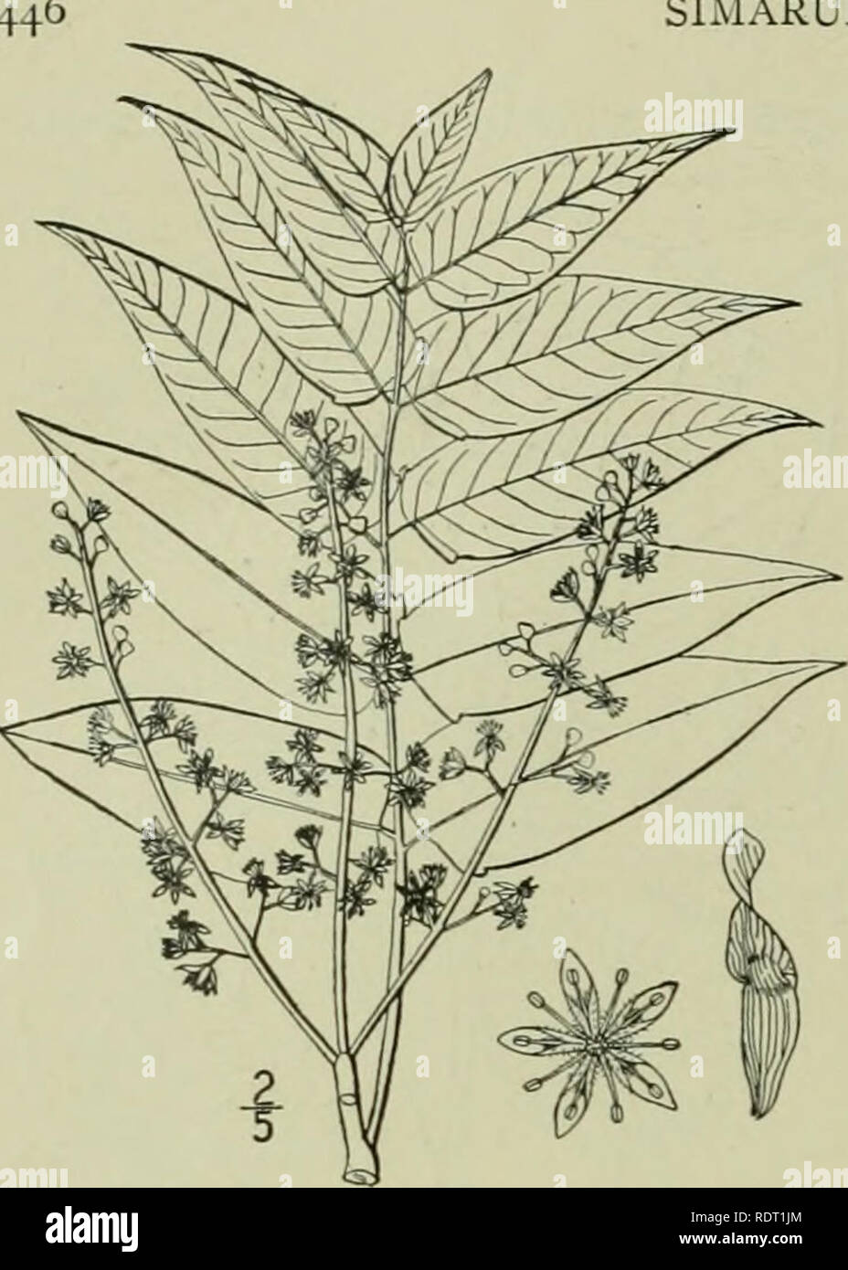 . An illustrated flora of the northern United States, Canada and the British possessions : from Newfoundland to the parallel of the southern boundary of Virginia and from the Atlantic Ocean westward to the 102nd meridian. Botany. SIMARUBACEAE. Vol. II. I. Ailanthus glandulosa Desf. Tree- of-Heaven. Ailanthus. Fig. 2694. Ailanthus glandulosa Desf. Mem. Acad. Paris 1786; 265. 1789. A tree, 40°-9O° high. Leaves i°-3° long, petioled, glabrous, odd-pinnate; leaflets 13- 41, opposite or nearly so, stalked, ovate or ovate-lanceolate, cordate or truncate and often oblique at the base, acute or acumi-  Stock Photo
