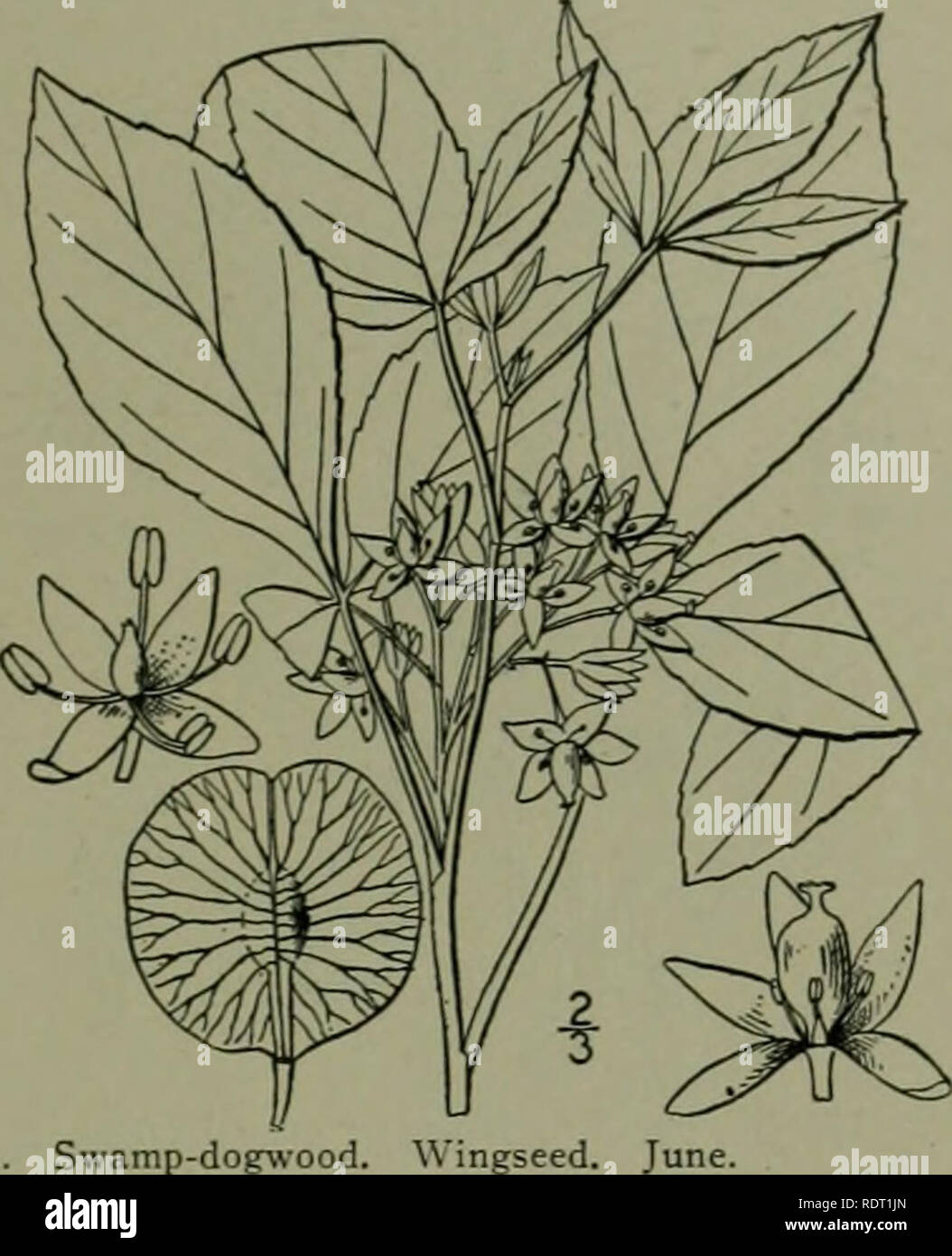 . An illustrated flora of the northern United States, Canada and the British possessions : from Newfoundland to the parallel of the southern boundary of Virginia and from the Atlantic Ocean westward to the 102nd meridian. Botany. Genus 2. RUE FAMILY. 445 I. Ptelea txifoliata L. Three-leaved Hop-tree. Shrubby Trefoil. Fig. 2693. Plelea trifoliala L. Sp. PI. 118. 17 A shrub or small tree, with a height of about 20Â° and trunk diameter of 6'. Leaves long-petioled, 3-foIiolate, pubes- cent when young, glabrate when old, or sometimes persistently pubescent; leaflets ovate or oval, 2'-5' long, sessi Stock Photo