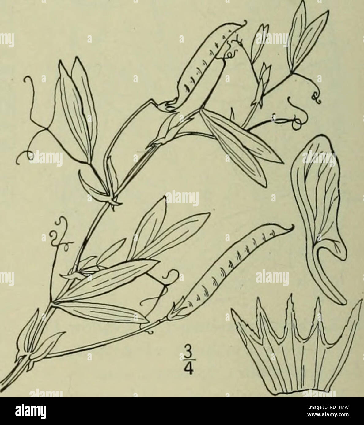 . An illustrated flora of the northern United States, Canada and the British possessions : from Newfoundland to the parallel of the southern boundary of Virginia and from the Atlantic Ocean westward to the 102nd meridian. Botany. 9. Lathyrus latifolius L. Everlasting Pea. Fig. 2632. Lathyrus latifolius L. Sp. PI. 733- i753- Perennial, glabrous; stems high-climbing, broadly winged, 3° long or more. Stipules lanceolate, acute, often l' long; petioles as long as the stipules or longer, winged like the stem; leaflets a single pair, oblong-lanceolate to elliptic, strongly veined, 2-4' long, acute o Stock Photo