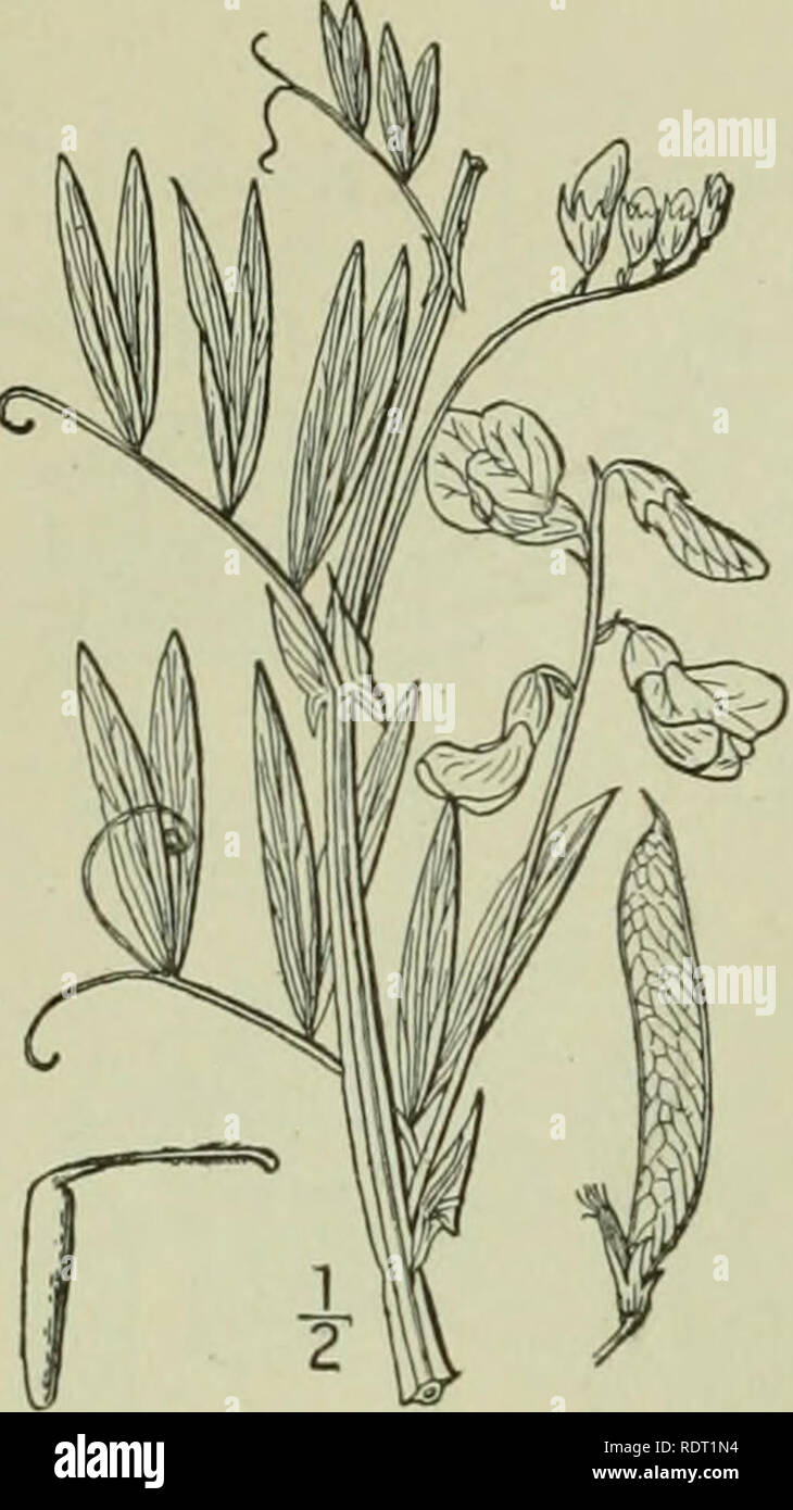 . An illustrated flora of the northern United States, Canada and the British possessions : from Newfoundland to the parallel of the southern boundary of Virginia and from the Atlantic Ocean westward to the 102nd meridian. Botany. FABACEAE.. Vol. 11. Wild 3. Lathyrus palustris L. IMarsh 'ctchling. Pea. Fig. 2626. Lathyrus palustris L. Sp. PI. 733. 1753. L. falustns linearifolius Ser in DC. Prodr. 2; 371. 1825. Perennial, glabrous or somewhat pubescent; stems an- gled and usually winged, slender, i°-3° long; stipules half- sagittate, lanceolate, linear or ovate-lanceolate, 5&quot;-io&quot; long Stock Photo