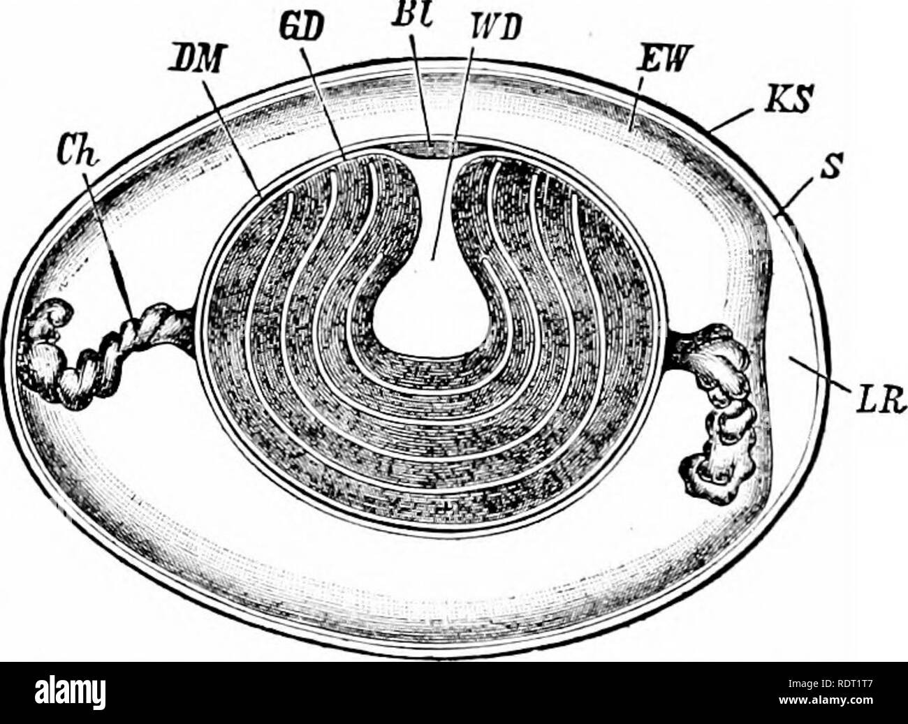 Paired Organs High Resolution Stock Photography And Images Alamy