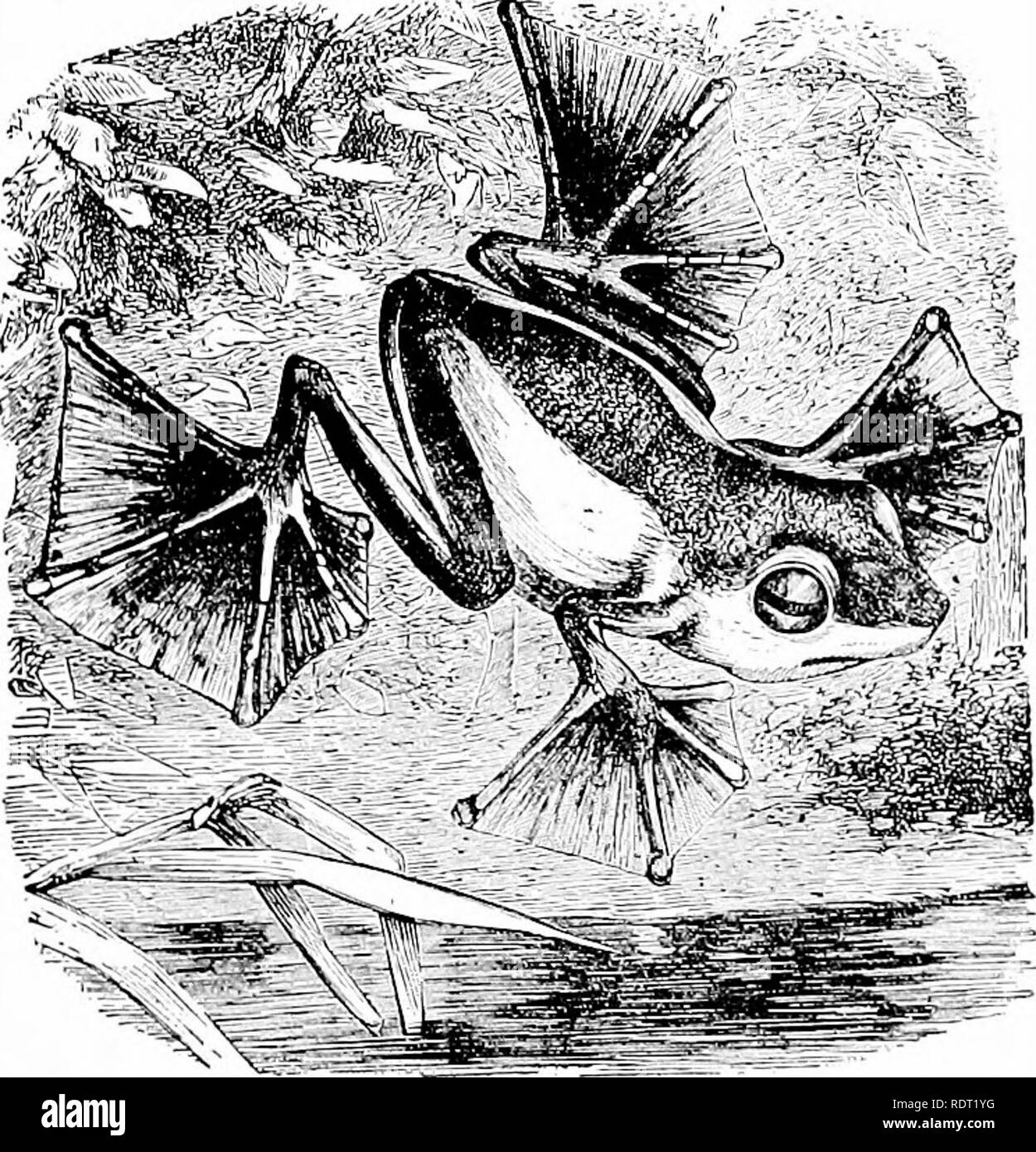 . Principles of economic zoo?logy. Zoology, Economic. Fig. 194.—The metamorphosis of the frog. The numbers indicate the sequence. (Galloway after Brehm.). Fig. 195.—Flying tree-toad of Borneo (Rhacoph'orus). (After Wallace.). Please note that these images are extracted from scanned page images that may have been digitally enhanced for readability - coloration and appearance of these illustrations may not perfectly resemble the original work.. Daugherty, Lewis Sylvester, 1857-; Daugherty, L. S. , Mrs. , 1859-. Philadelphia, London, W. B. Saunders Stock Photo