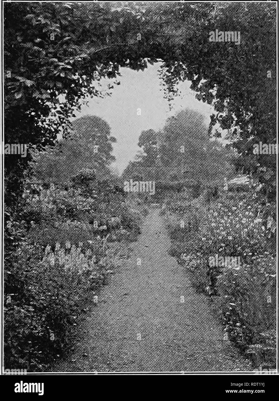 . Garden guide, the amateur gardeners' handbook; how to plan, plant and maintain the home grounds, the suburban garden, the city lot. How to grow good vegetables and fruit. How to care for roses and other favorite flowers, hardy plants, trees, shrubs, lawns, porch plants and window boxes. Chapters on garden furniture and accessories, with selected lists of plants, etc. Heavily illustrated with teaching plans and diagrams and reproduced photographes, all made expressly for this great little text book ... Gardening. HARDY FLOWERS 59 sum rubrum and album, is good; the Peonies will have finished f Stock Photo