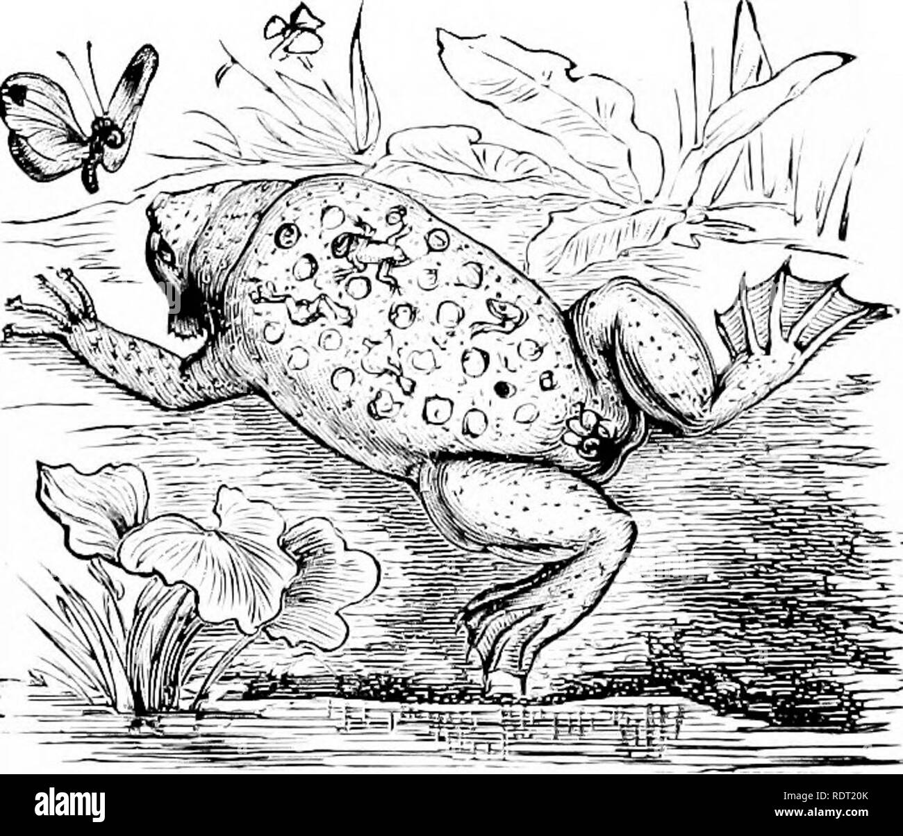 Male frog eggs Black and White Stock Photos & Images Alamy