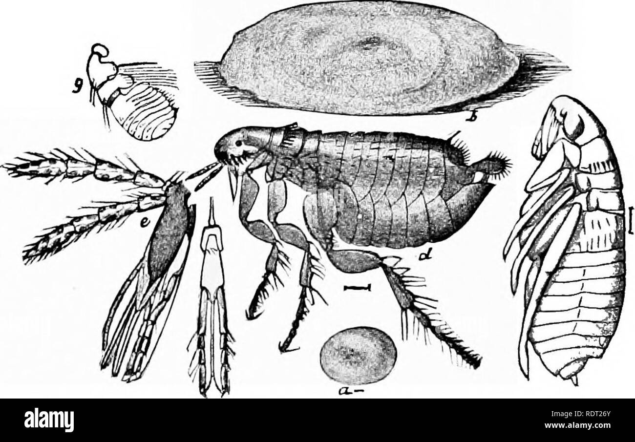 . Principles of economic zoo?logy. Zoology, Economic. 162 BRANCH ARTHROPODA The chig'oe, a small flea of the West Indies and of South America, often causes serious trouble by burrowing under the toe-nail or the skin of the foot of man. The female burrows under the skin, becomes encysted and dis- tended by the eggs which hatch here, and unless the young are carried out by the pus they probably develop here.. Fig. 133.—Common cat and dog flea (Pi'i'lex serrdt'iceps): a, Eggs; h, larva in cocoon; c, pupa; d, adult; e, mouth parts of same from side; /, labium of same from below; g, antenna of same Stock Photo