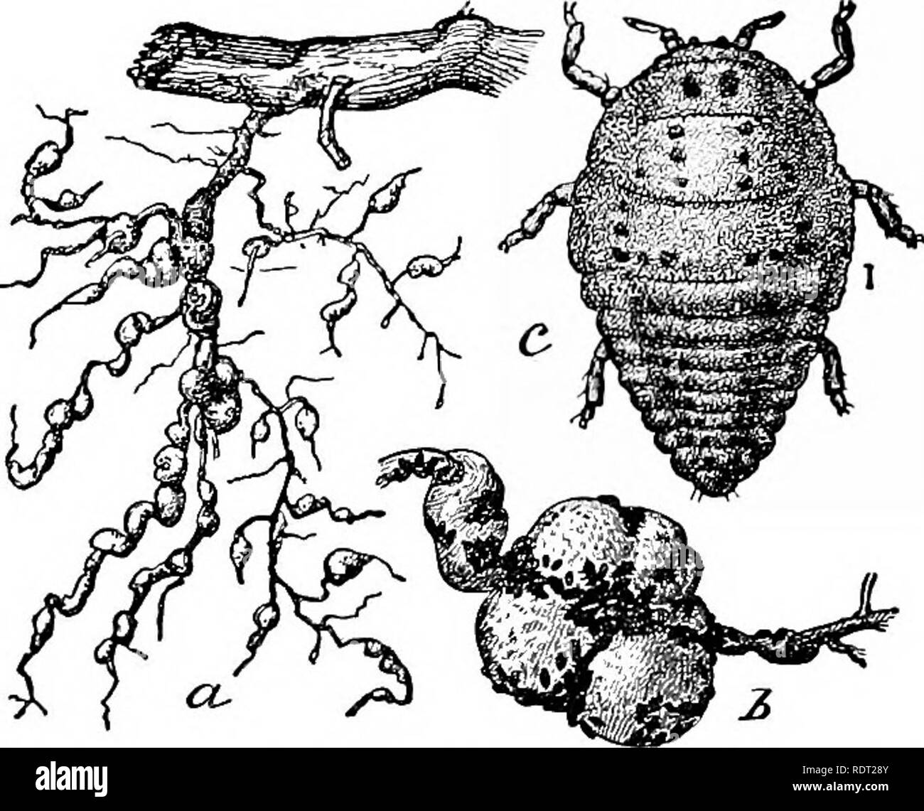 . Principles of economic zoo?logy. Zoology, Economic. Fig. 114.—Phylluxe'ra vastd'trix: a, Leaf with galls; b, section of gall showing mother louse at center with young clustered about; c, egg; d, larva; e, adult female; /, same from side, (a, Natural size; b-f, much enlarged). (Marlatt.). Fig. 115.—Phylloxe'ravasta'trix: a, Root-galls;?), enlargement of same, show- ing disposition of lice; c, root-gall louse, much enlarged. (Marlatt.) The grape Phylloxe'ra (Fig. 114) is a native aphid found upon the wild grapevines of the eastern United States. It was introduced into the south of France befor Stock Photo