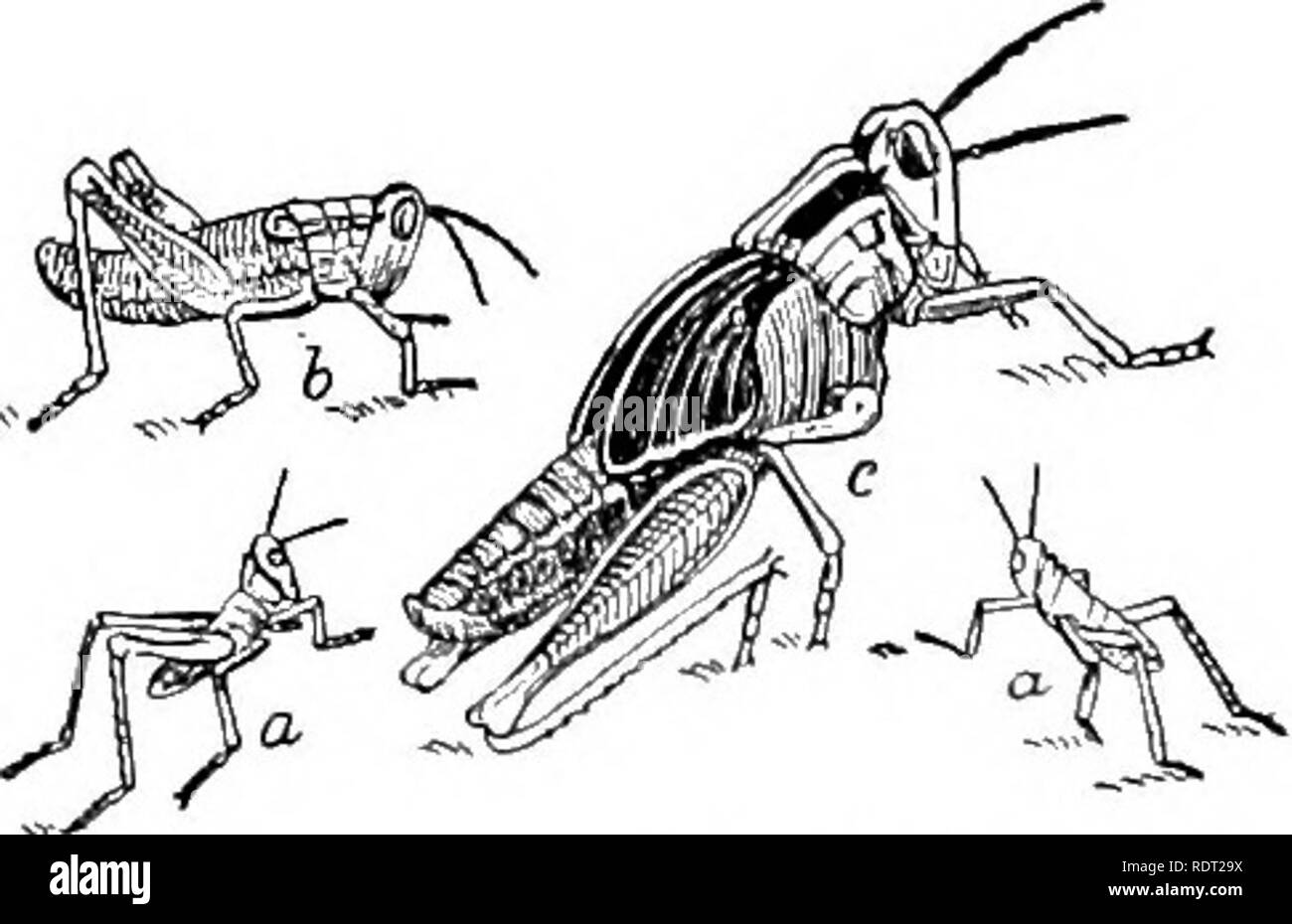 . Principles of economic zoo?logy. Zoology, Economic. Fig. 102.—Wing of cricket musician (enlarged), showing the file at a and the scraper at 6.. Fig. 103.—Calopt'enus spre'tus: a, n, Nowly hatched larvtv; 6, full-grown larva; c, pupa, natural size. (After Riley.) The cockroaches (Blat'tidm) are nocturnal insects, found about the pantries and water-pipes of our dwellings, though in the North, according to Comstock, our native species lives in woods and fields. One may often find them hiding under bark, sticks, and stones. The jaws are strong and toothed, and they are greedy little creatiu-cs,  Stock Photo