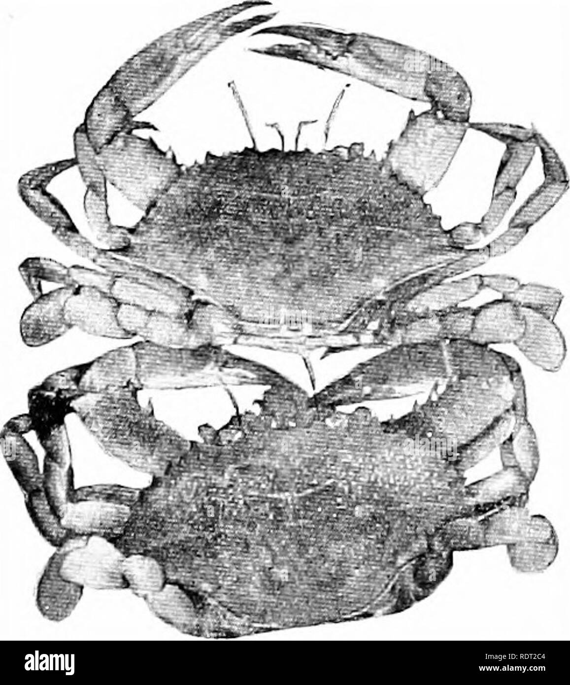 . Principles of economic zoo?logy. Zoology, Economic. Fig. 74.—Successive stages of the molting of one individual of the blue crab, Calli'nectes sa'pidus. (G. Hay, in Doc. 580, Bureau of Fisheries.) edible or &quot; blue crab &quot; {Callinectes sapidus), great numbers of which are caught along the Atlantic and Gulf coasts. They are best liked for food just after their molting (Fig. 74), and are then called &quot; soft-shelled crabs.&quot; They are. Please note that these images are extracted from scanned page images that may have been digitally enhanced for readability - coloration and appear Stock Photo