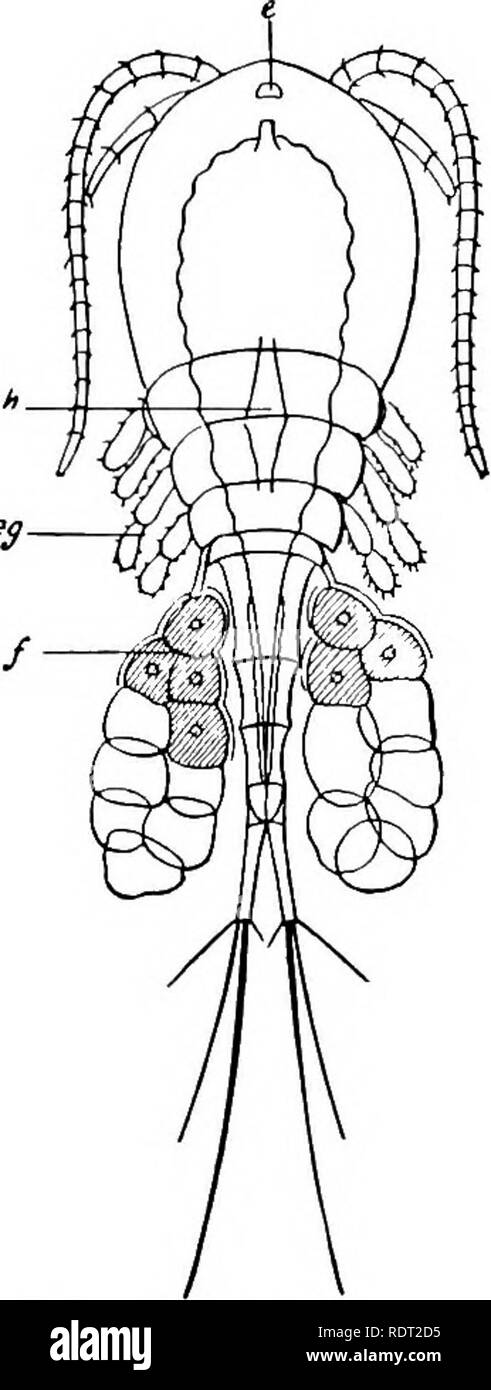 . Principles of economic zoo?logy. Zoology, Economic. CRUSTACEA 91 antennules are also provided with olfactory hairs. Many of this order are marine. Some, however, live in brackish or in fresh water. They live usually at the bottom of their aquatic habitat. Order III. Copep'oda.—As examples may be named para- sitic fish lice and the fresh-water cyclops. Respiration takes place over the entire body surface. The Cyclops (Fig. 65) is a small, white, shelless animal with elongated segmented body. It has a rather large eye in the center of its head. Order IV. Cirripe'dia or Barnacles. —These fixed, Stock Photo