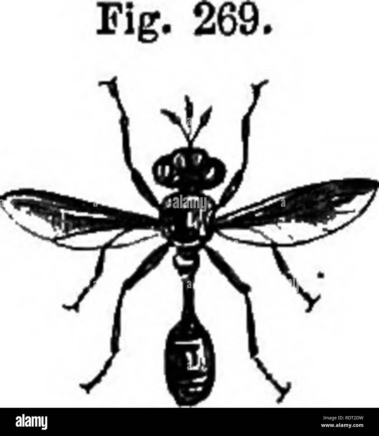 A Treatise On Some Of The Insects Injurious To Vegetation Insect Pests The Conopians 611 Resembling It Is Figured In Griffith S Translation Of Cuvier S Quot Animal Kingdom Quot Under The Name Of Myopa