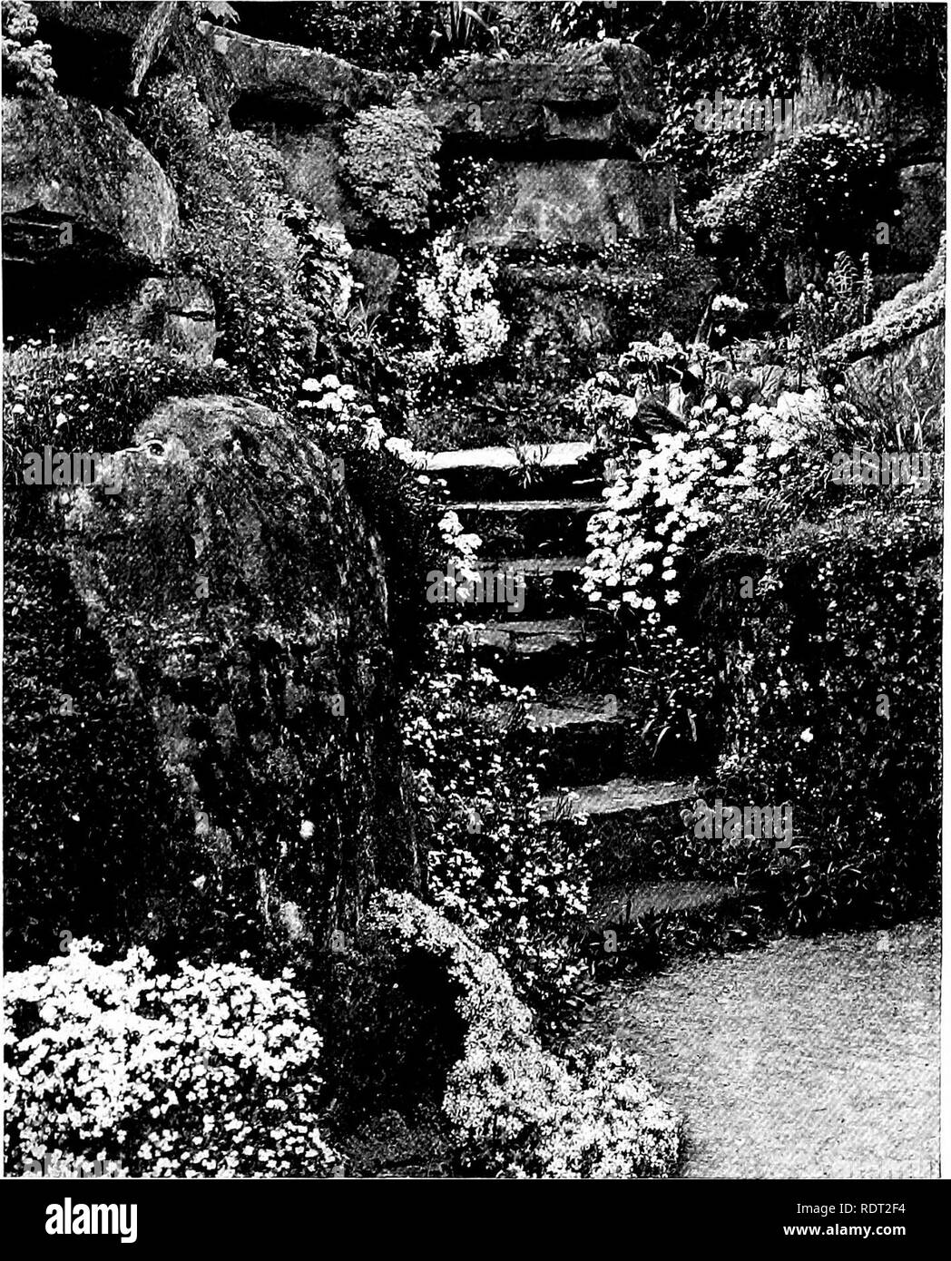 . Gardens for small country houses . Gardens, English. ^54 Gardens for Small Country Houses. of rich compost behind the rock face. Fig. 384 shows the charming effecl of roughly - hewn rocky steps leading down through such a wall from the terrace to the rock garden. Such steps should not be allowed to become over- grown with herbage, though small fry, like E r i n u s alpinus, lonopsi- dium acaule and Linaria alpina, may be suffered to grow in the interstices. In the small bog garden one must carefully avoid such vigorous growers as Gunnera, Rodgersia, Saxifraga peltata and all those plants whi Stock Photo