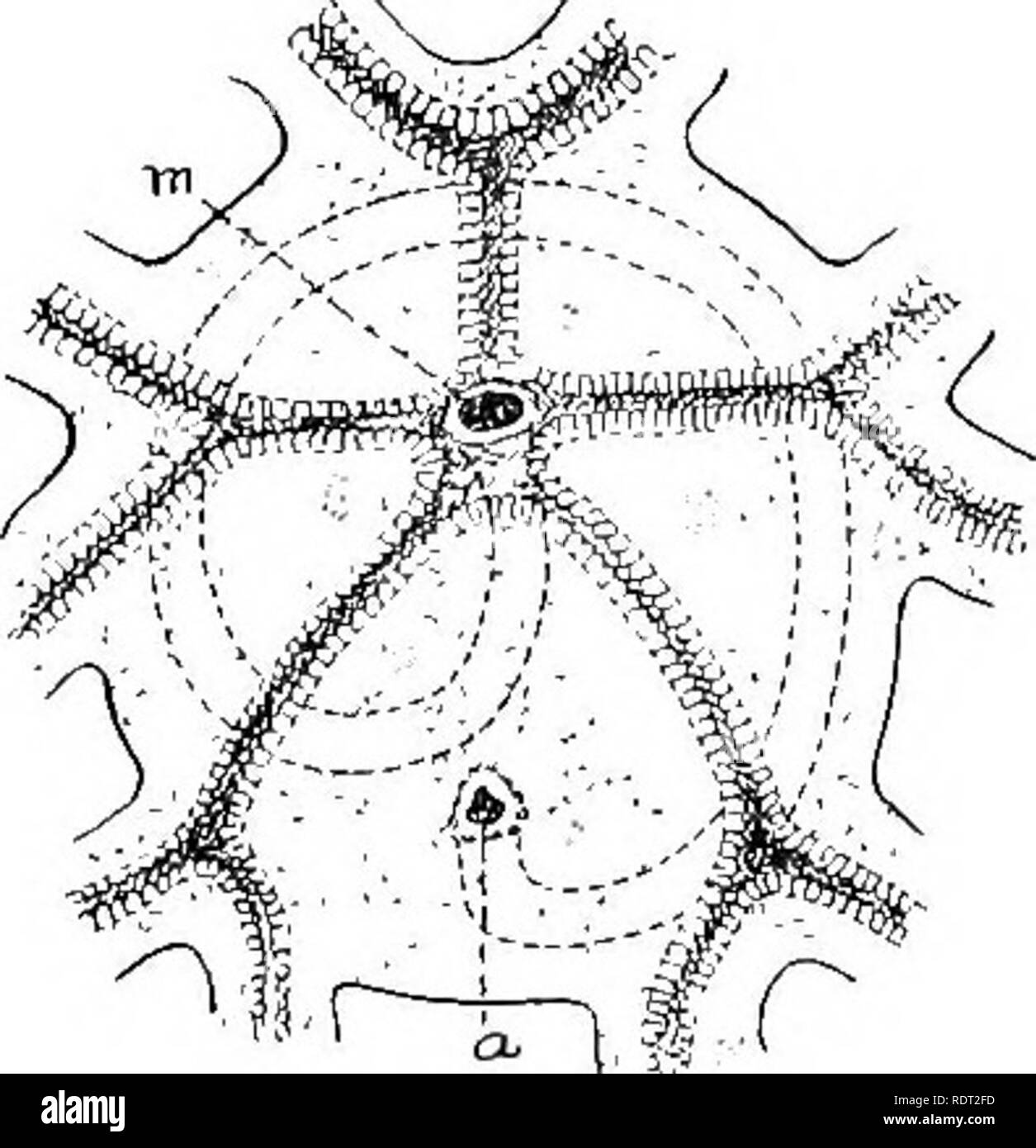. Principles of economic zoo?logy. Zoology, Economic. Fig. 48.—Crinoid (Pentac'rinus), half natural size. (Brehm.). Fig. 49.—Mouth area of a crinoid {Comat'ula), showing the course of the intestine leading from the mouth (m) to the vent {a); g, grooves leading from arms to mouth. (From Kingsley's &quot; Comparative Zoology,&quot; Henry Holt and Co., PubUshers.) Digestive System.—The mouth is directed upward and leads into the digestive tract, consisting of esophagus, stomach, and. Please note that these images are extracted from scanned page images that may have been digitally enhanced for rea Stock Photo
