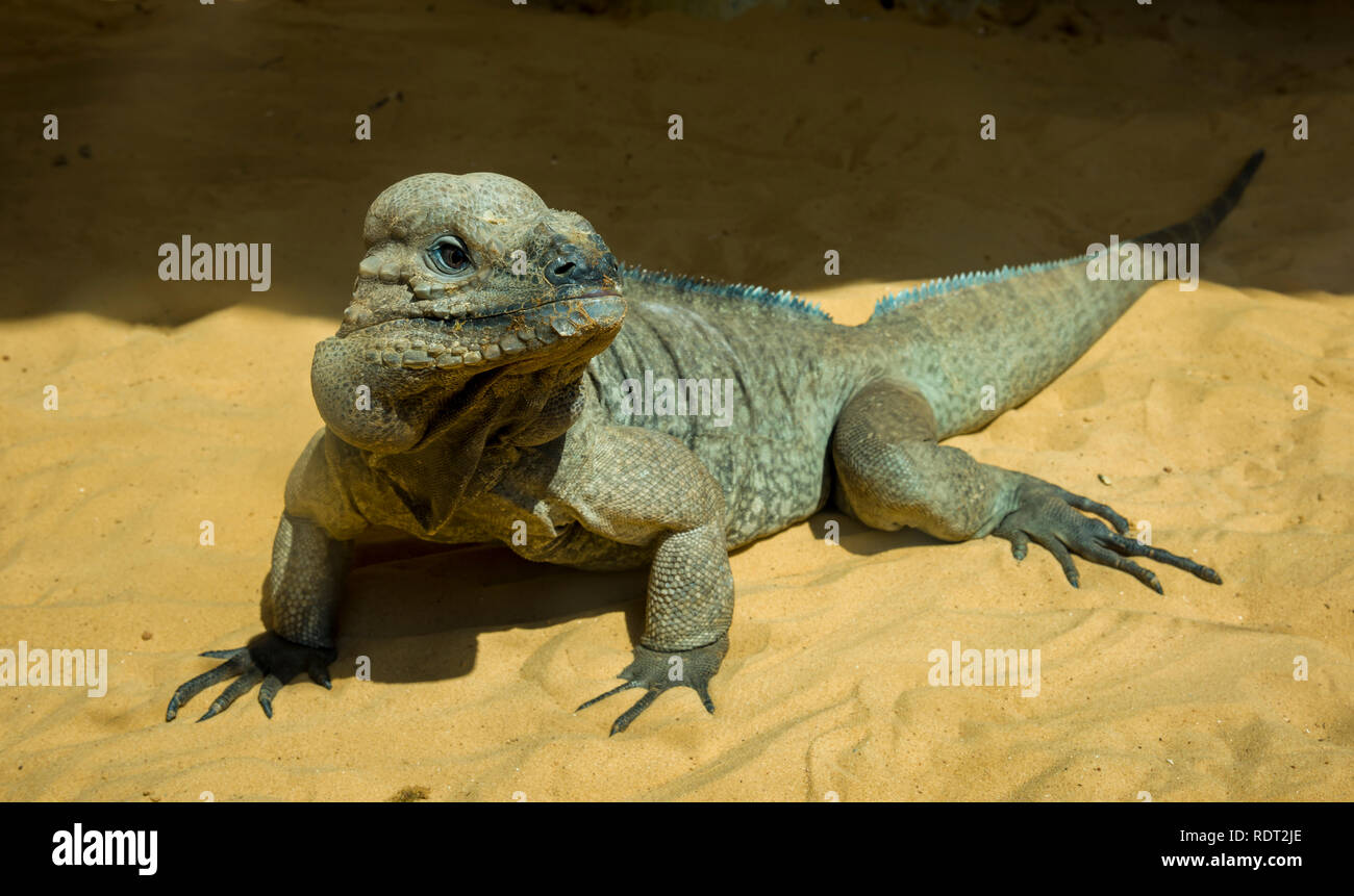 Big colorful lizard on the stone goanna, big lizard monitor lizard in