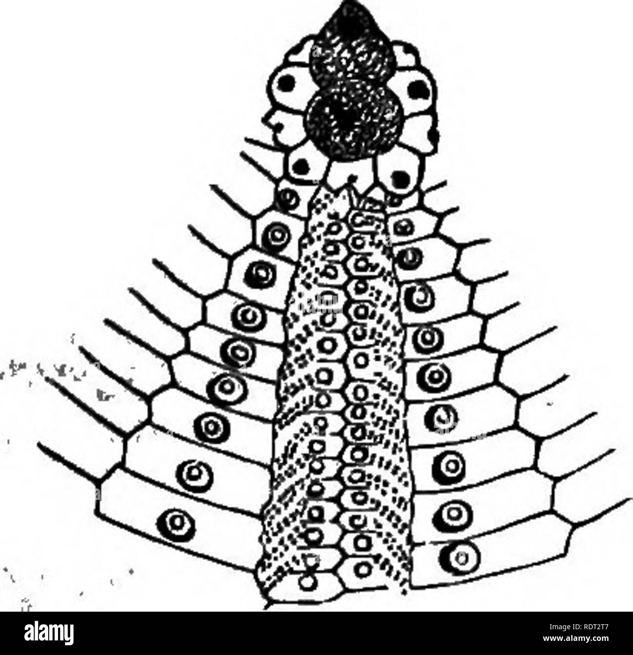 . Seaside studies in natural history. Marine animals. SEA-URCHIN. 103 ing into a complicated intestine to be presently described. From the mouth, the ten zones diverge, curving upward to meet in the dorsal area on the summit of the bodj. (Fig. 133.) Kg-132- Fig. 133.. Please note that these images are extracted from scanned page images that may have been digitally enhanced for readability - coloration and appearance of these illustrations may not perfectly resemble the original work.. Agassiz, Elizabeth Cabot Cary, 1822-1907; Agassiz, Alexander, 1835-1910, joint author. Boston, J. R. Osgood an Stock Photo