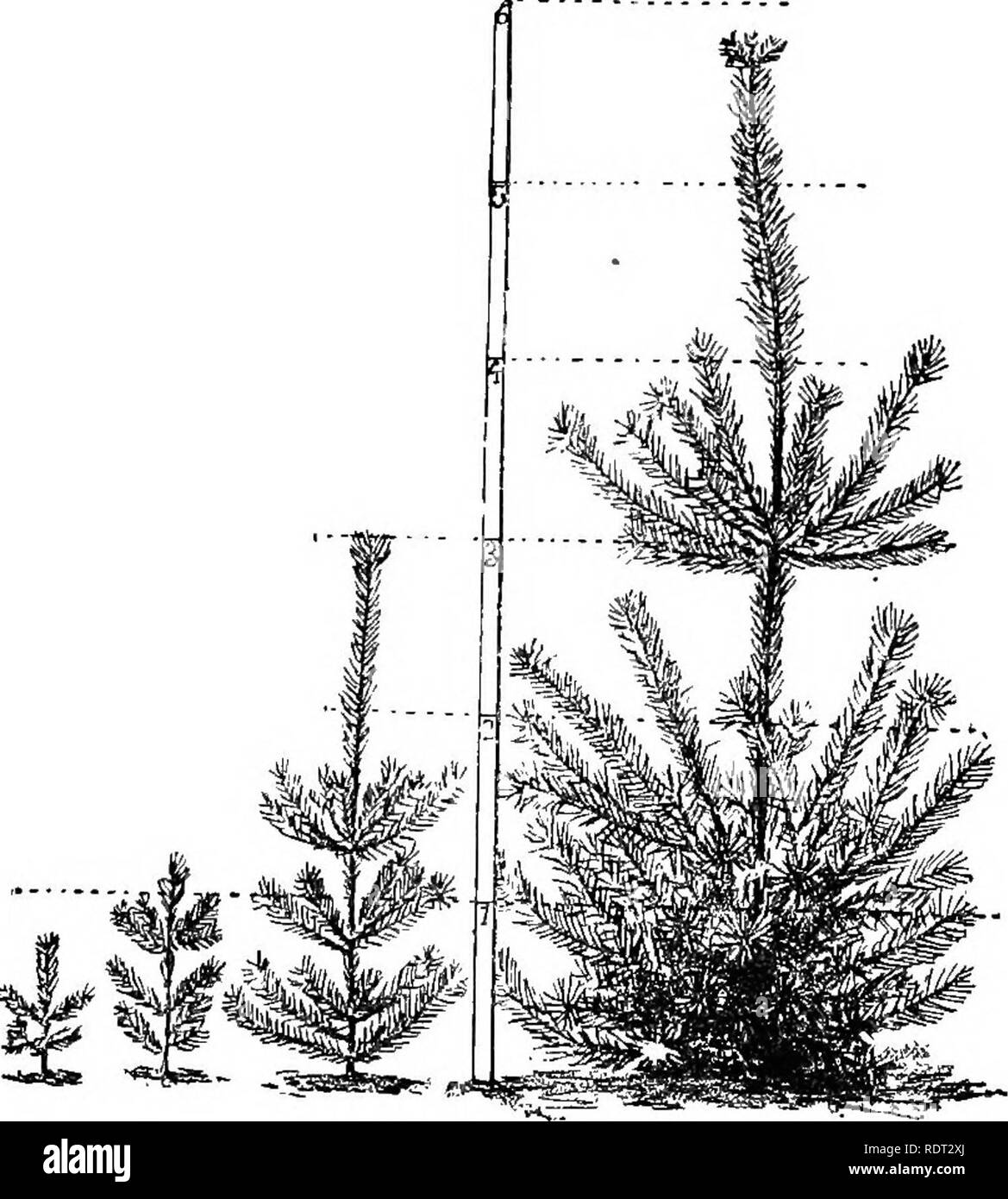 . Street and shade trees. Practical essays on the subject of trees of street and lawn planting, with directions for transplanting, and a list of desirable trees. Trees. 26 The Rural Library. Colorado blue spruce {Picea pungMis) is one of the most beautiful and valuable of all the spruces. The foliage is of a rich blue or sage color and the tree is very hardy, and similar in habit and growth to the white spruce. The firs are not as popular as the spruces or hem- locks, but are very handsome trees. Nordmand's silver fir ( Abies Nordmanniana) is one of the most beautiful species, of symmetrical f Stock Photo