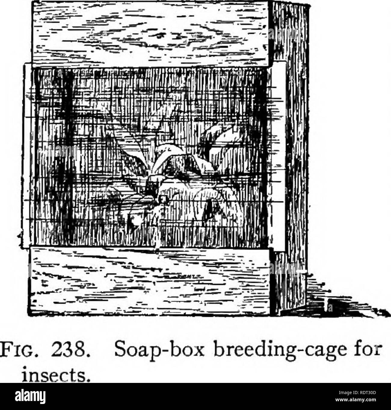 . The animals and man; an elementary textbook of zoology and human physiology. Zoology; Physiology. 470 THE ANIMALS AND MAN the glass so as to admit of a layer of soil being placed in the lower part of the cage, and the glass can be made to slide, so as to serve as a door (fig. 238). The glass should fit closely when shut, to prevent the escape of the insects. &quot;In rearing caterpillars and other leaf-eating larvas, branches of the food-plant should be stuck into bottles or cans which are filled with sand saturated with water. By keeping the sand wet the plants can be kept fresh longer than Stock Photo