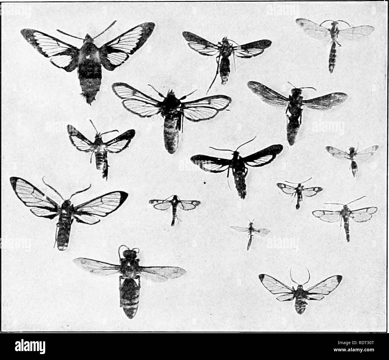 Simon Ward Insect Ward off insects Black and White Stock Photos & Images - Alamy