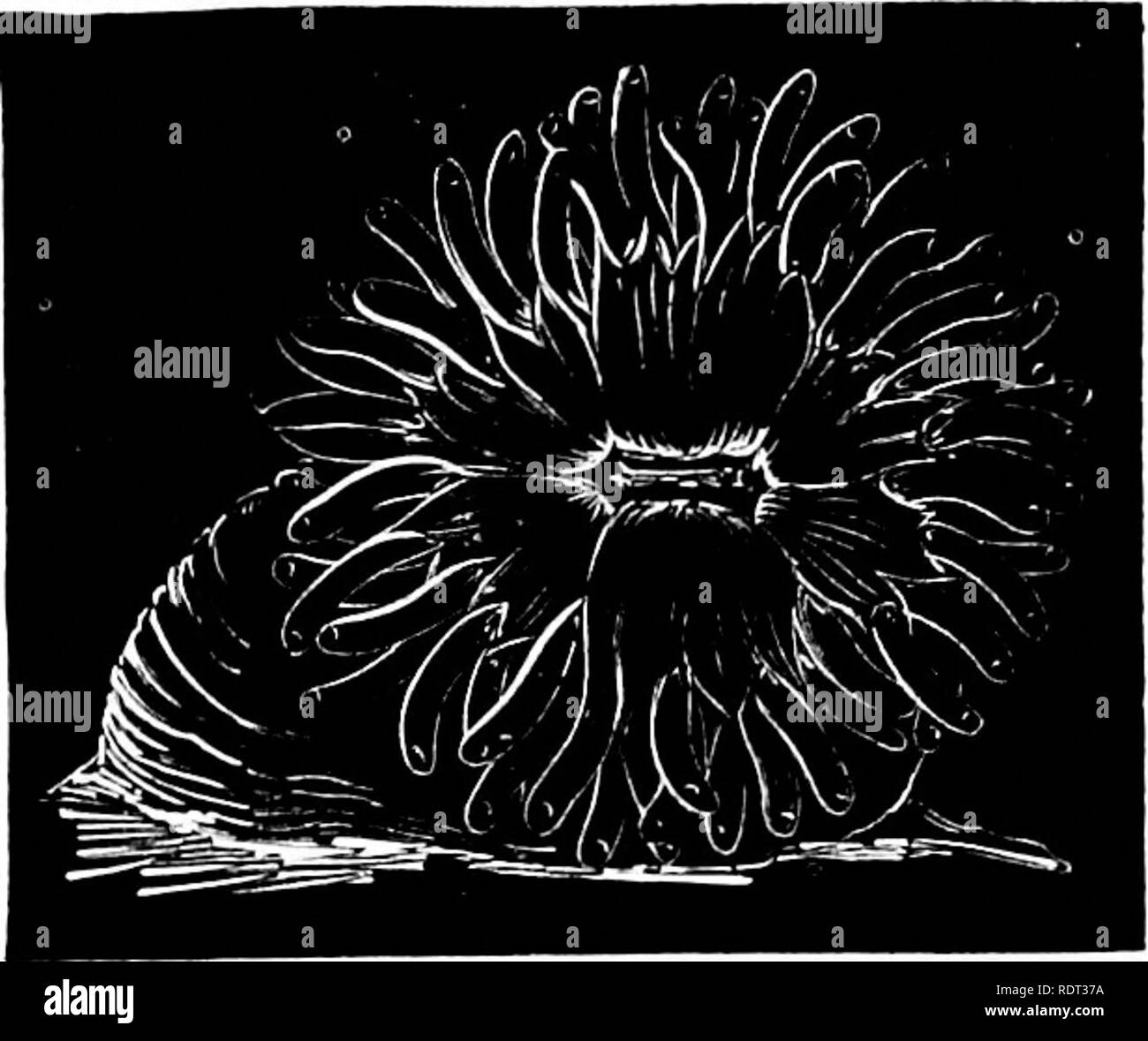 . Seaside studies in natural history. Marine animals. RHODACTINIA. 13 motion, by means of the expansion and contraction of this foot- like disk. The Actiniae are extremely voracious ; they feed on mussels and cockles, sucking tlie animals out of their shells. When in confinement they may be fed on raw meat, and seem to relish it; but if compelled to do so, tliey will live on more meagre fare, and will even thrive for a long time on such food as they may pick up in the water where they are kept. Rhodactinia. {Rhodaclhna Dauisii Ag.) Very different from this is the bright red Rliodactinia (Fig.  Stock Photo