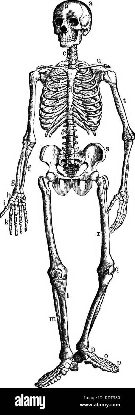 . The animals and man; an elementary textbook of zoology and human physiology. Zoology; Physiology. cu Fig. Co) Fig. 166 B. Side view of spinal column. C-1 to 7, cervical ver- tebrae; D-1 to 12, dor- sal vertebrje; L-1 to 5, lumbar vertebrae; S. 1. sacrum; Co. 1-4 coccyx. (After Mar- tin.) 166 A. Bony and cartilaginous skeleton, a, left parietal bone of cran- ium; b, frontal bone; c, cervical vertebrae; d, sternum; e, lumbar verte- bras; /, ulna; g, radius; h, carpals; /, meta-carpals; k, phalanges; I, tibia; m, fibula; », tarsal bones; o, metatarsals; p, phalanges; g, pa- tella (knee-pan); r, Stock Photo