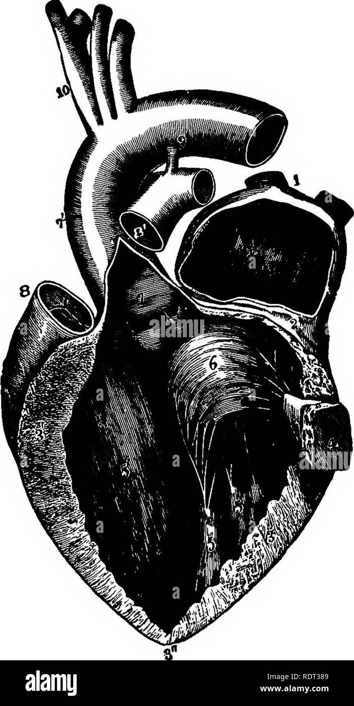 . The animals and man; an elementary textbook of zoology and human physiology. Zoology; Physiology. THE BLOOD AND CIRCULATION 319 The opening between right auricle and right ventricle is guarded by the tricuspid valve. This is similar in structure to the mitral except that there are three flaps instead of two. The position of these valves in action is shown in figs. 163 and 164. Blood-vessels direct- ly connected with the heart.—The large veins open into the auricles. On the right side of the heart opening into the right auricle there are three veins, the superior Fig. 162. Left auricle and ve Stock Photo