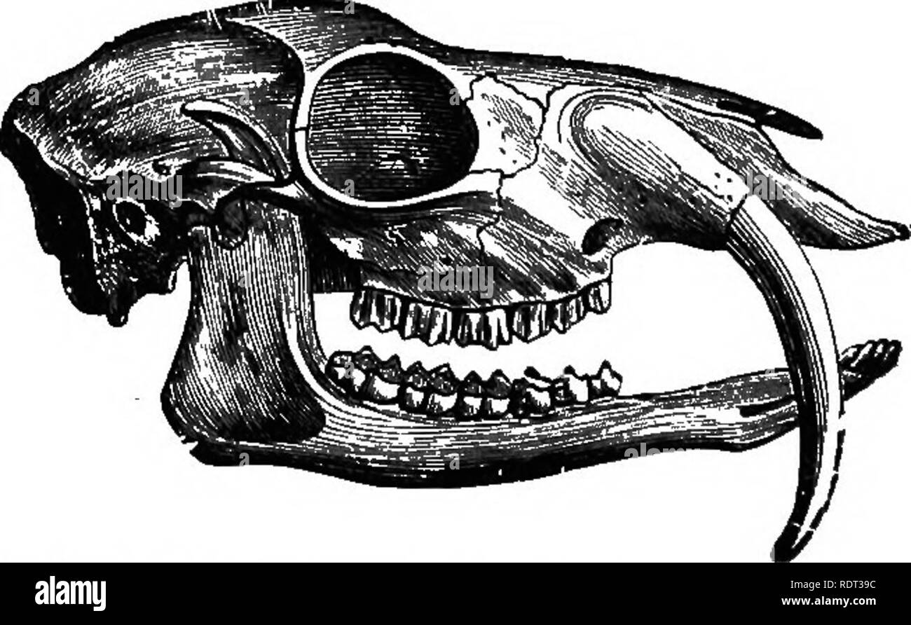 . An introduction to the study of zoology. Zoology. Fig. 116.—The Muak Deer, Jfoschus mosc7ii/ei-a.. Fig. 117.—Sknil of the Male Musk Deer, Jfosclius mosclii/erui, Bhowine tnsk- like canines existing in a herbivorpua animal. instance of this is the musk deqr, Moschus mos-. Please note that these images are extracted from scanned page images that may have been digitally enhanced for readability - coloration and appearance of these illustrations may not perfectly resemble the original work.. Lindsay, B. London, S. Sonnenschein Stock Photo