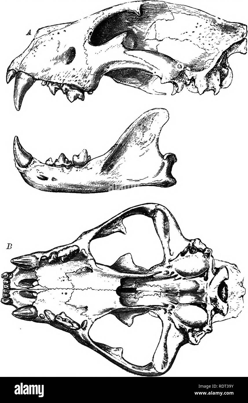 Dental Formula High Resolution Stock Photography and Images Alamy
