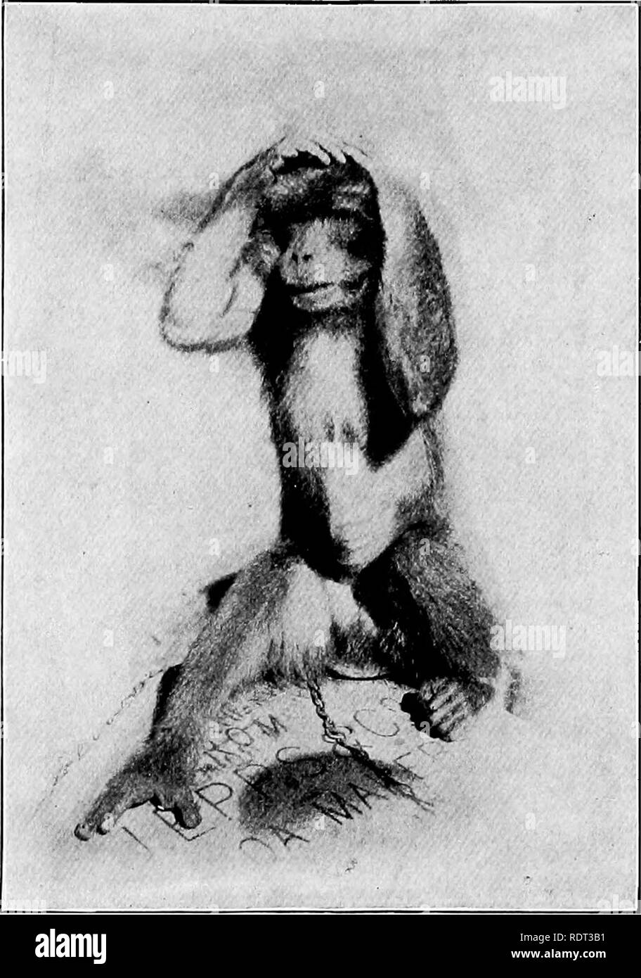 Monkeys howling Black and White Stock Photos & Images - Alamy