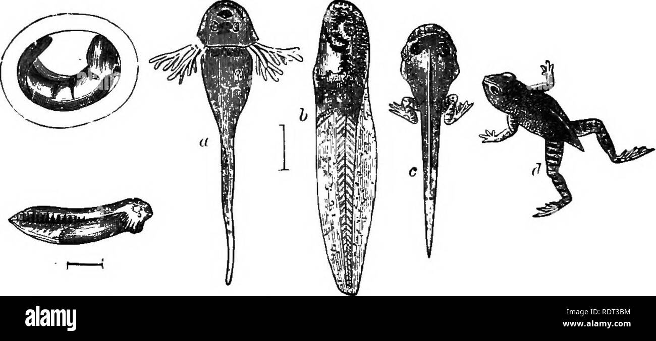 Amphibian like fish Black and White Stock Photos Images Alamy