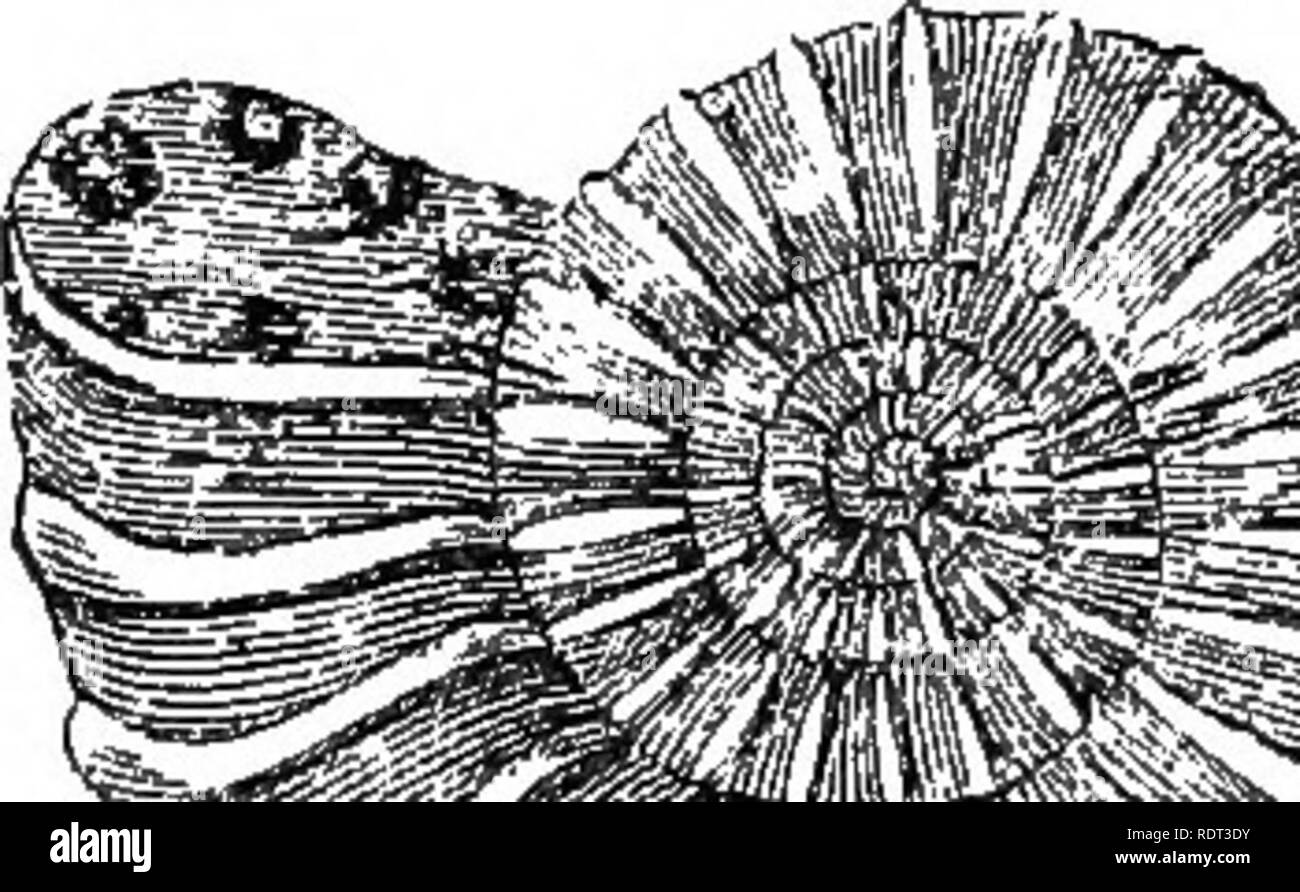 . An introduction to the study of zoology. Zoology. A^/TV c. Ficf. 78.—Shells of fossil forms of the Tetrabranchiate Oephalopods. The exterior markings of tlie shells correspond with the position of the successive air-chambers. A, Turnlites costatus, with reversed spiral. B, Ceratites nodosus, C, Attji/monites planicostatua. numerous arms without suckers, called tentacles, and. Please note that these images are extracted from scanned page images that may have been digitally enhanced for readability - coloration and appearance of these illustrations may not perfectly resemble the original work Stock Photo