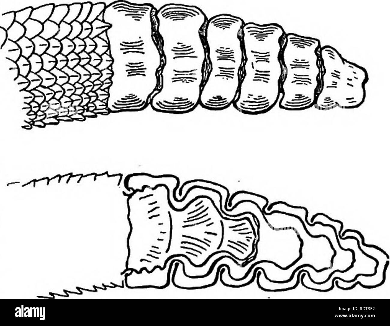 Southern copperhead snake Black and White Stock Photos & Images - Alamy
