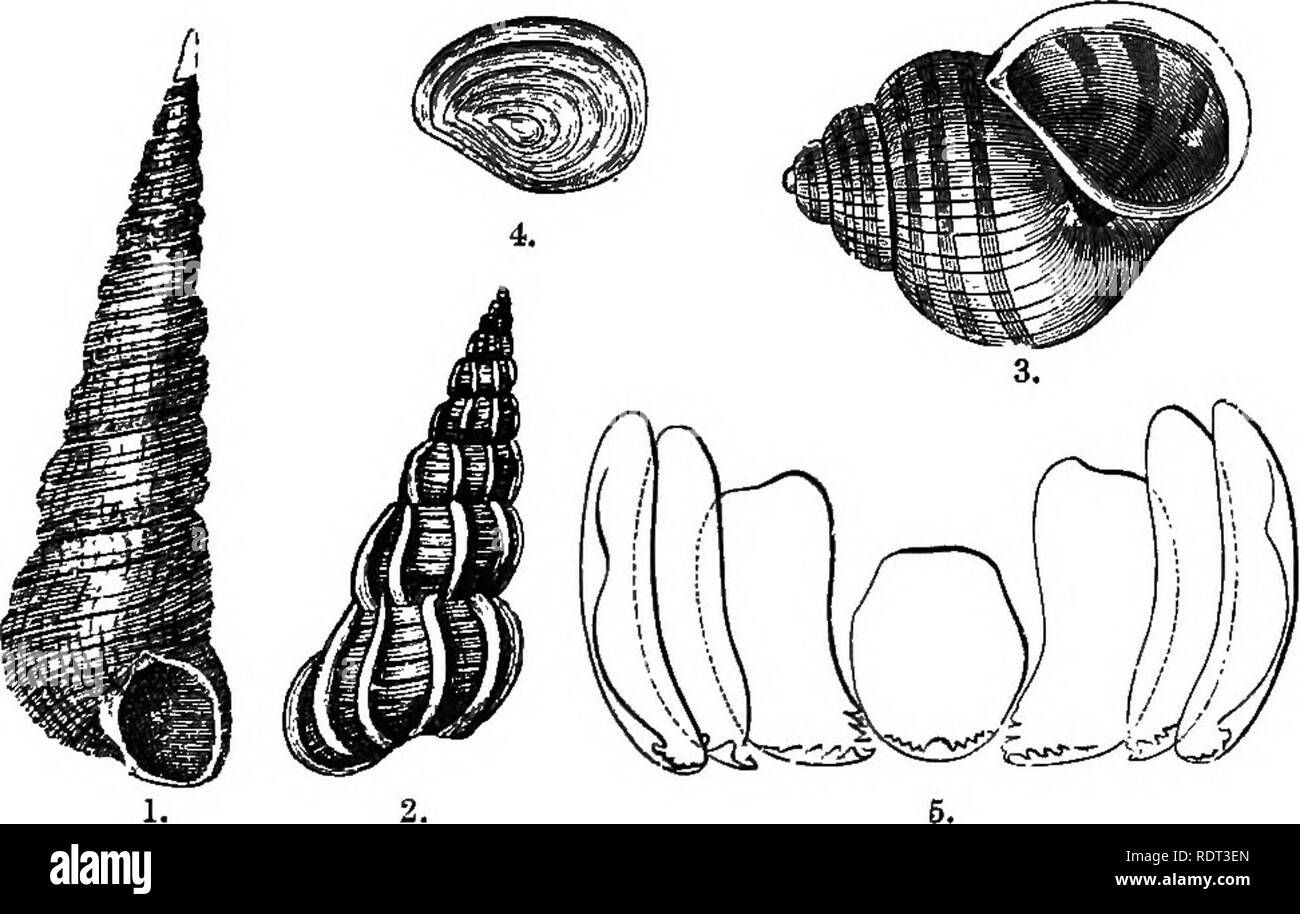 An Introduction To The Study Of Zoology Zoology Mollusc A Of Classidcation It Is Very Common To Find The Halves Of Bivalve Shells With A Neat Little Round Hole In Them