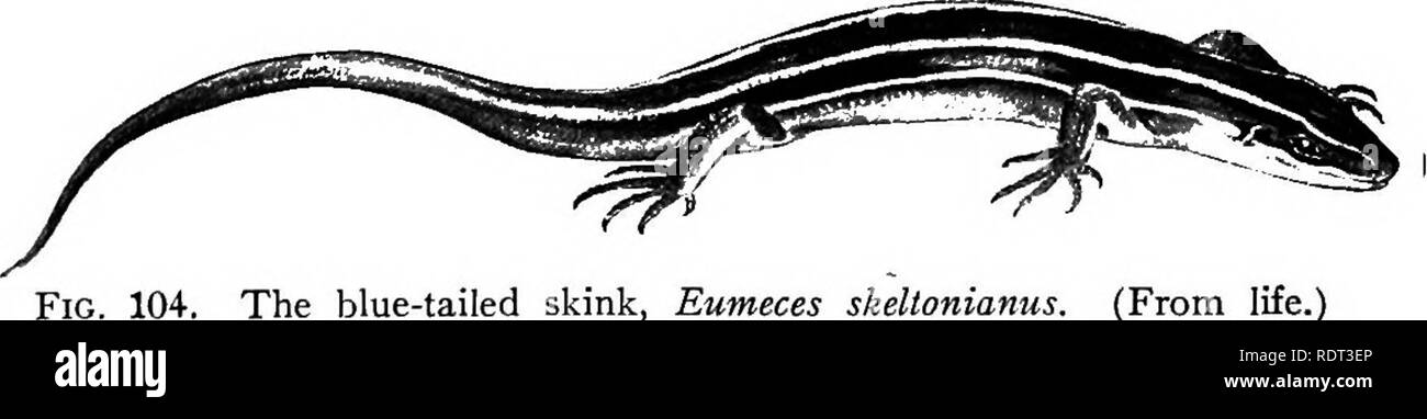 . The animals and man; an elementary textbook of zoology and human physiology. Zoology; Physiology. Fig. 103. A lizard in the grass. (Photograph from life by Cherry Kear- ton; permission of Cassell &amp; Co.) air. Note the &quot;shell,&quot; consisting of a dorsal plate, the cara- pace and ventral plate, plastron, and the lateral uniting parts, the bridge. Almost all the fresh-water and land turtles are carnivorous, but few catch any very active prey.. The blue-tailed skink, Eumeces skeltonianus. (From lite.) While some a,re strictly aquatic others are as strictly terres- trial, never entering Stock Photo