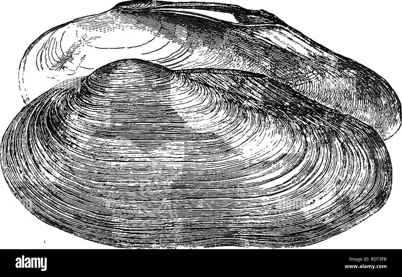 Cockles and muscles hi-res stock photography and images - Alamy