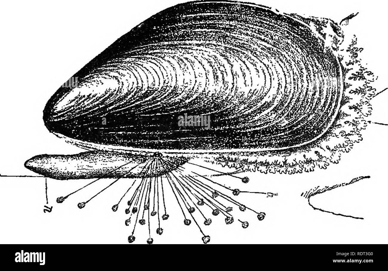 . An introduction to the study of zoology. Zoology. MOLLUSC A. 217 its inner surface. The oyster, lima, and scallop {Asipho7iia) have but one adductor muscle, and are. Fig. 69.—Tbe Sea Mussel, Mytilus edulis, showing the foot giving rise to byssus threads, and the mantle fringed with gills. called Mono my a; the sea-mussels {Asiphonia) have. Please note that these images are extracted from scanned page images that may have been digitally enhanced for readability - coloration and appearance of these illustrations may not perfectly resemble the original work.. Lindsay, B. London, S. Sonnenschein Stock Photo