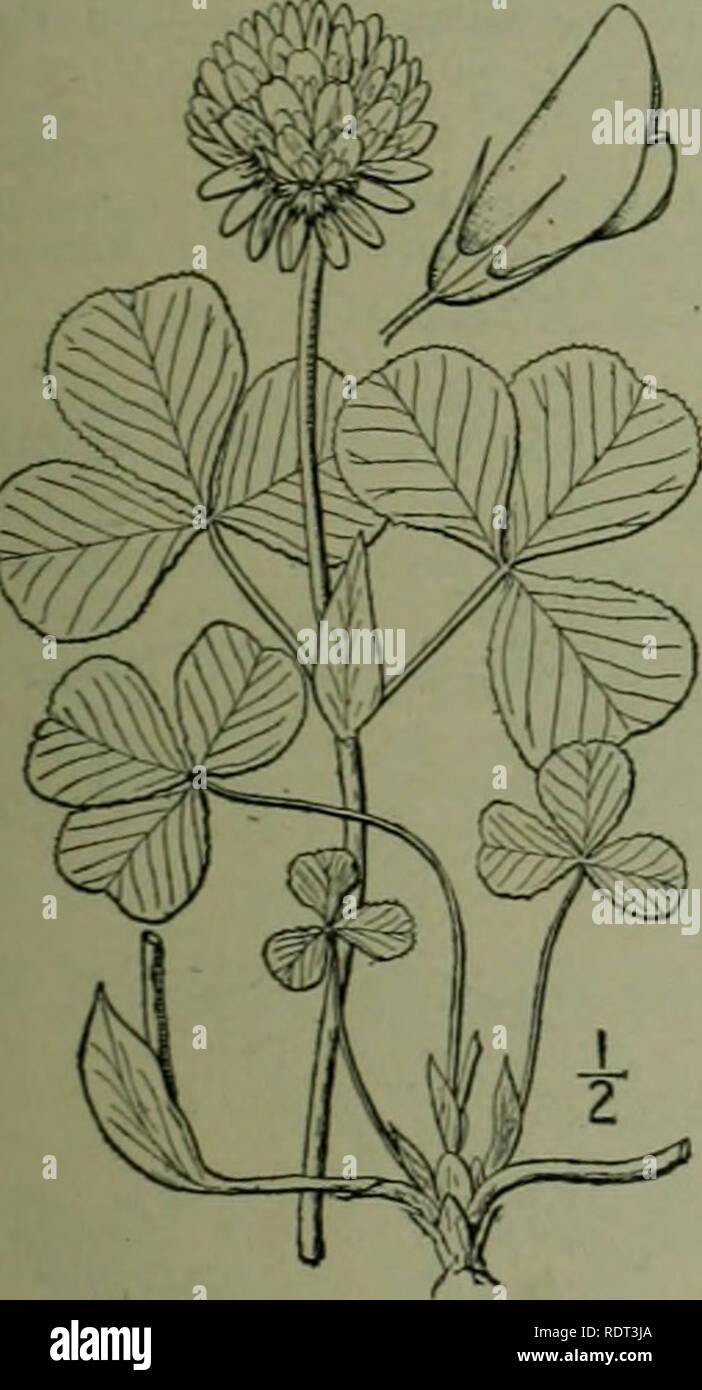. An illustrated flora of the northern United States, Canada and the British possessions : from Newfoundland to the parallel of the southern boundary of Virginia and from the Atlantic Ocean westward to the 102nd meridian. Botany. PEA FAMILY. 357 10. Trifolium reflexum L. Buffalo Clover. Fig. 2483. Trifolium reflcrum L. Sp. PI. 766. 1753. Annual or bieniuial, pubescent, ascending, branching, io'-2o' high. Leaves long-petioled; stipules ovate-lan- ceolate, acuminate, foliaceous. few-toothed or entire, 8&quot;-i2&quot; long; leaflets all from the same point, short- stalked, oval or obovate, cunea Stock Photo