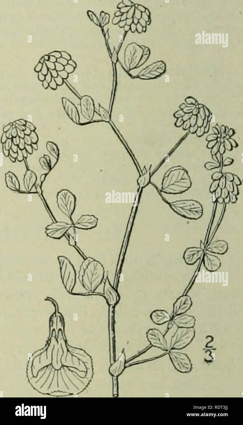 . An illustrated flora of the northern United States, Canada and the British possessions : from Newfoundland to the parallel of the southern boundary of Virginia and from the Atlantic Ocean westward to the 102nd meridian. Botany. I. Trifolium agrarium L. Yellow or Hop- clover. Fig. 2474. Trifolium agrarium L. Sp. PI. 772. 1753. ?T. aureum Poll. Hist. PI. Palat. 2: 344. 1777. Glabrous or slightly pubescent, annual, ascending, branched, 6'-i8'high. Leaves petioled ; stipules linear- lanceolate, acuminate, 4&quot;-7&quot; long, adnate to the pe- tiole for about one-half its length; leaflets all f Stock Photo
